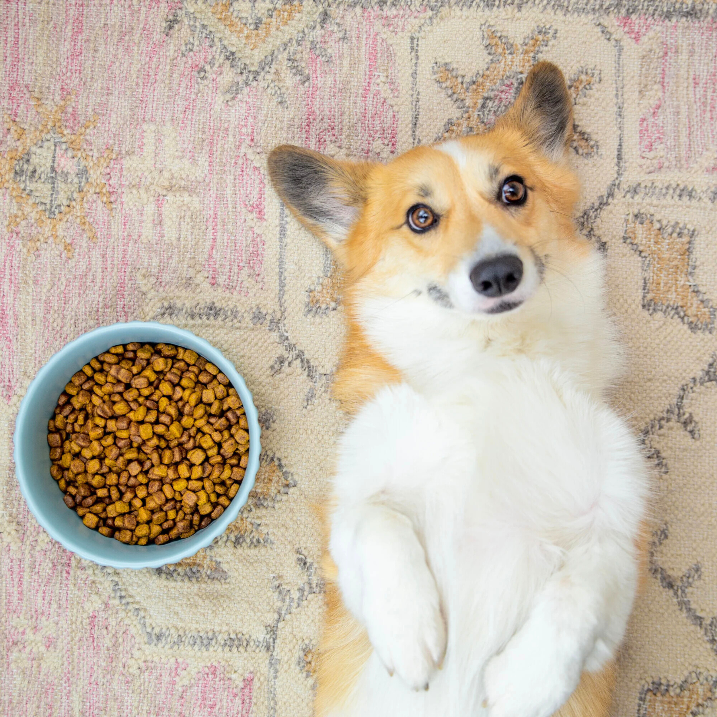 Bowls, Feeders & Lick Mats