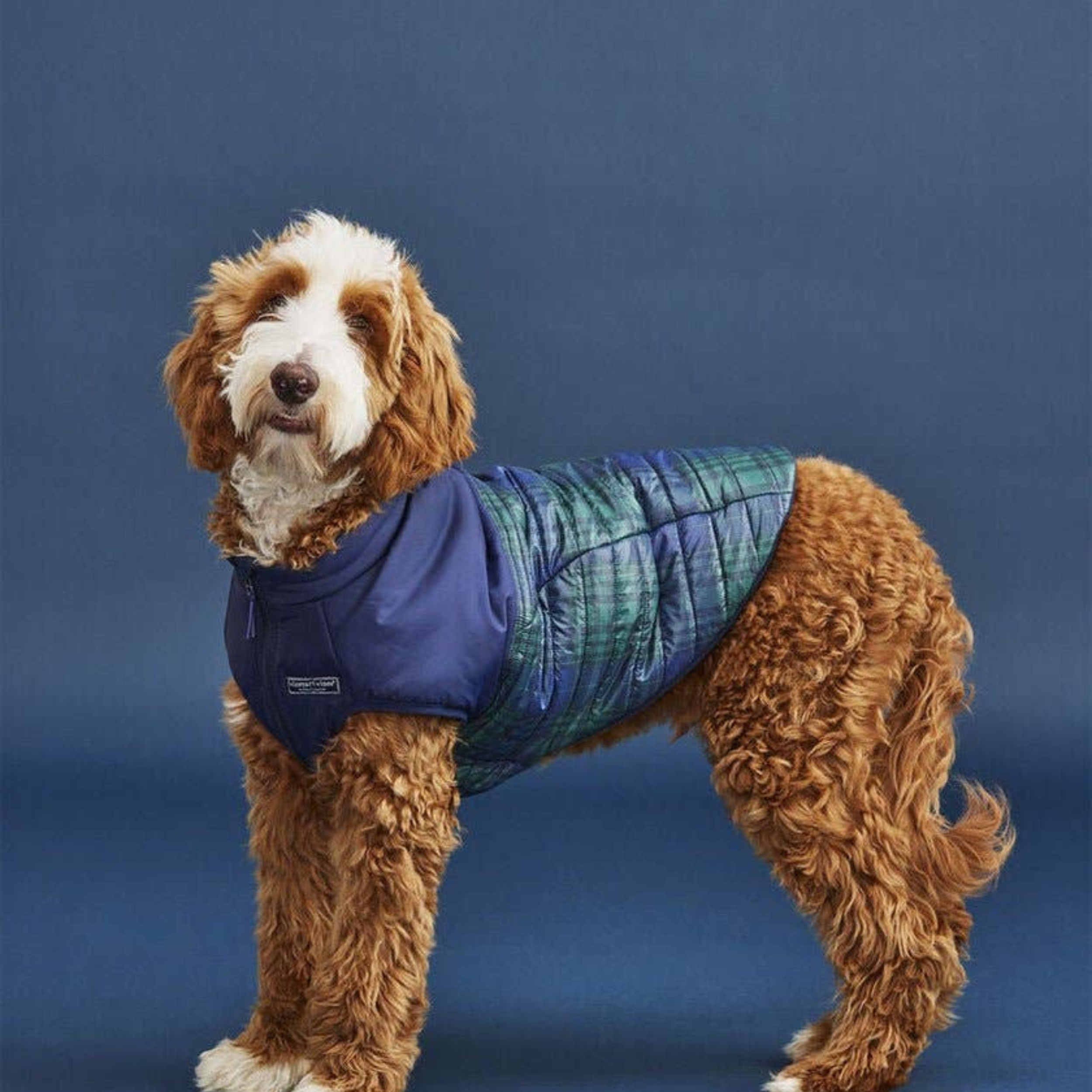 Dog Clothing & Accessories
