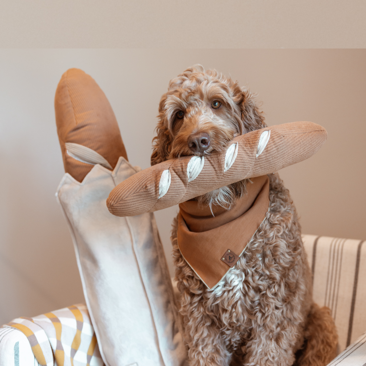 brown doodle on a chair with a baguette dog toy in its mouth.