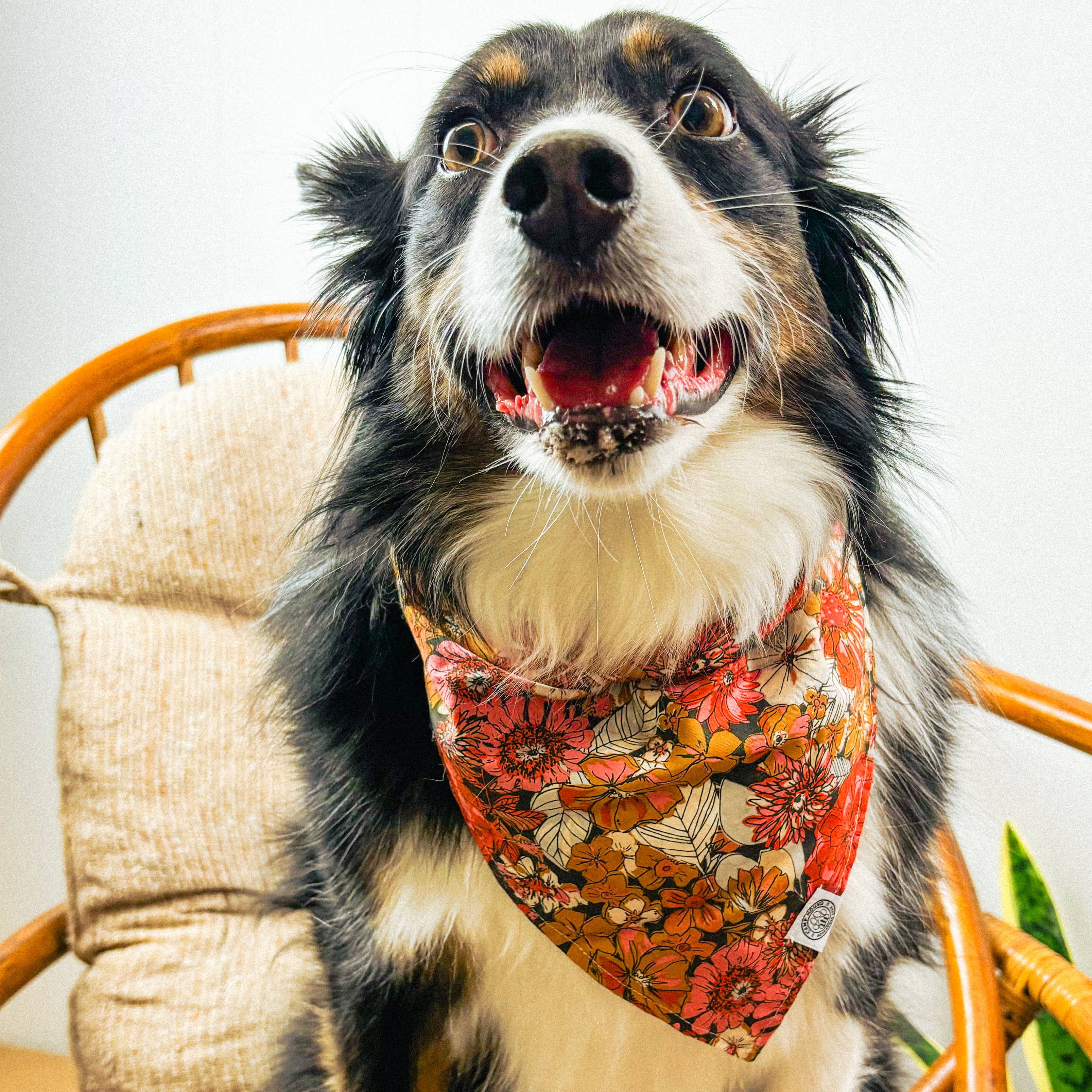 Camp Hound - Sophie Dog Bandana | Bohemian Fall Floral Maximalist
