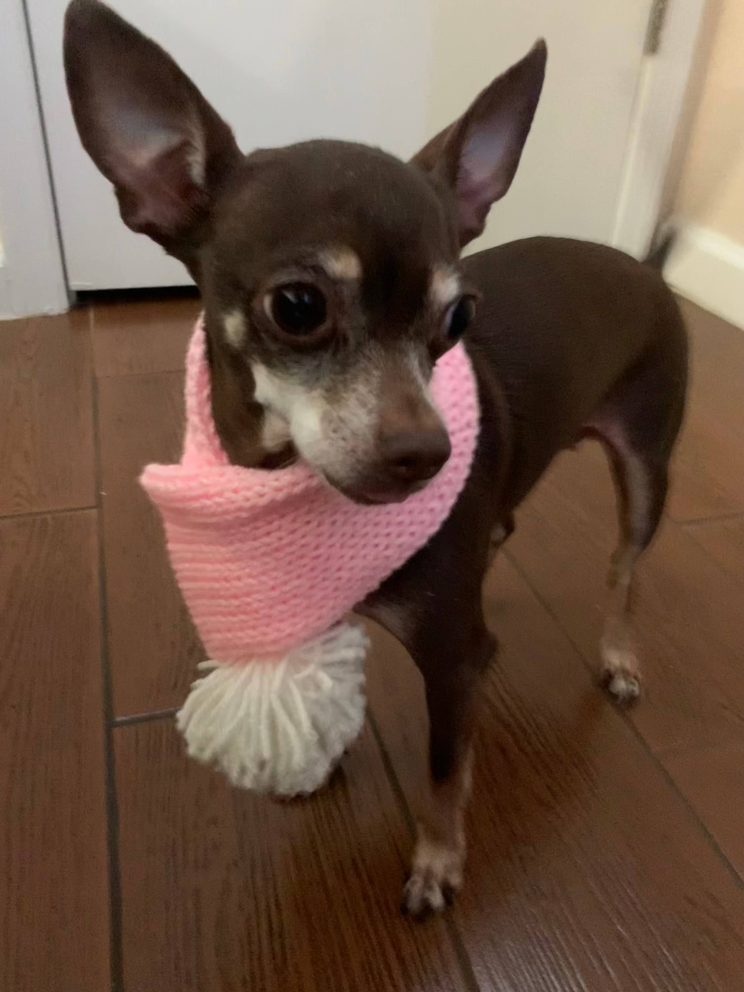 Wag and Bark - Handmade Pet Scarves: Medium / Medium Rose