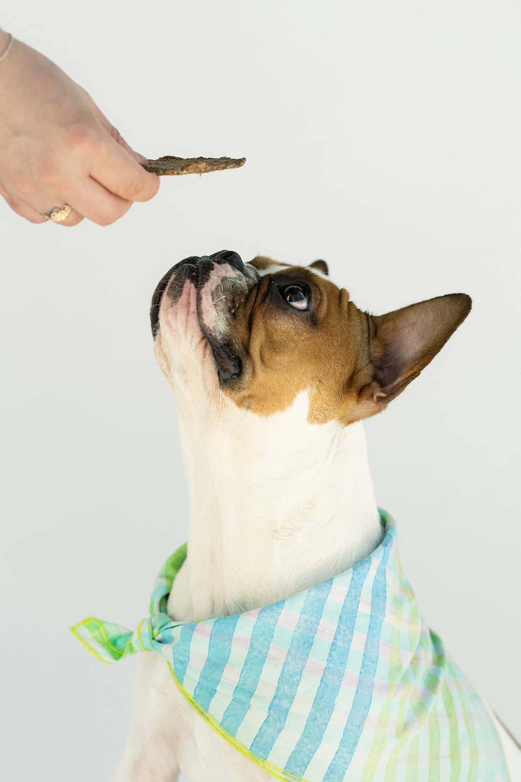 Winnie Lou - The Canine Co. - Sweet Potato & Lamb Crisps