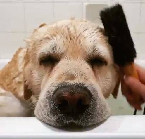 Ethical Global EcoMax Wash & Groom Pet Brush