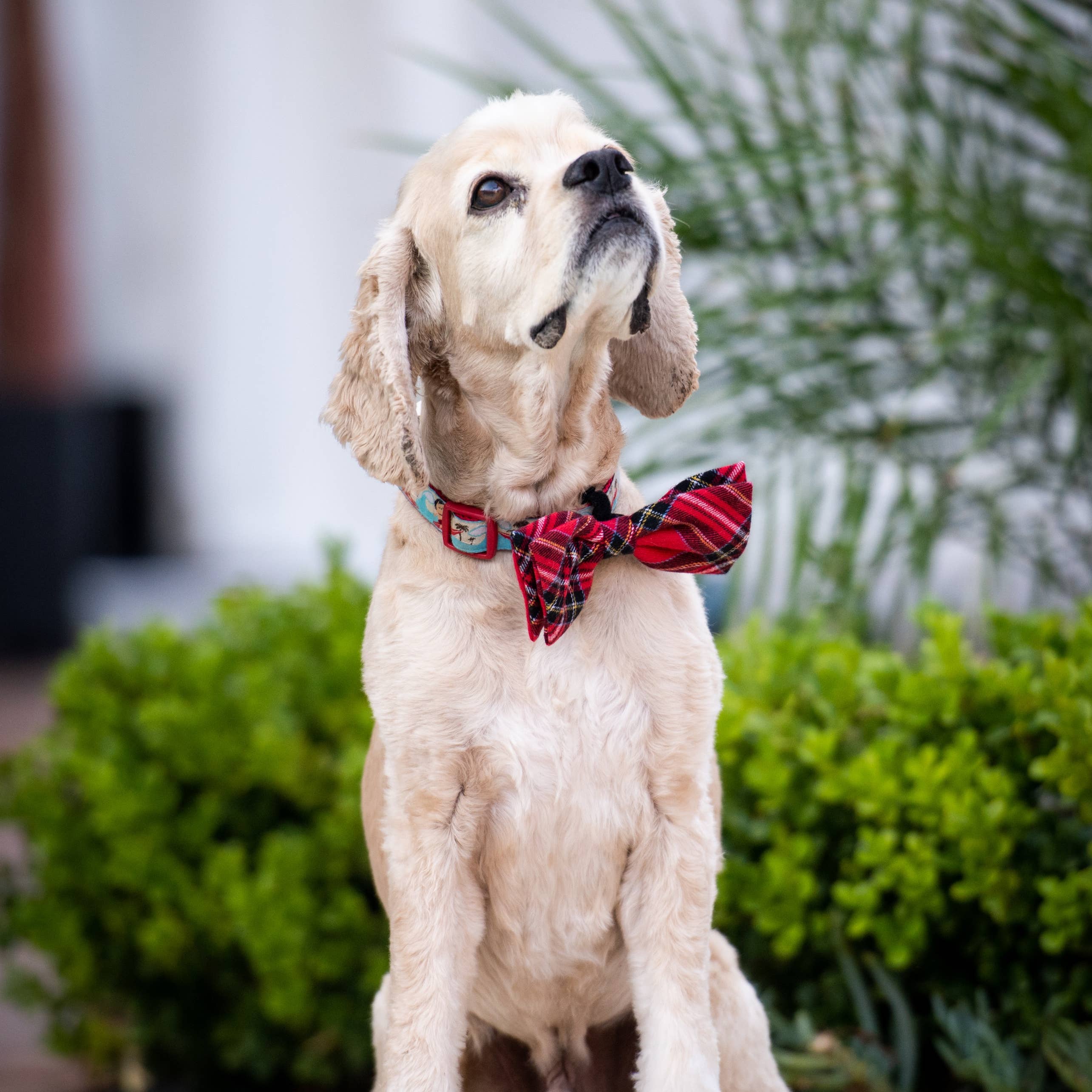 Bow Tie Royal Tartan