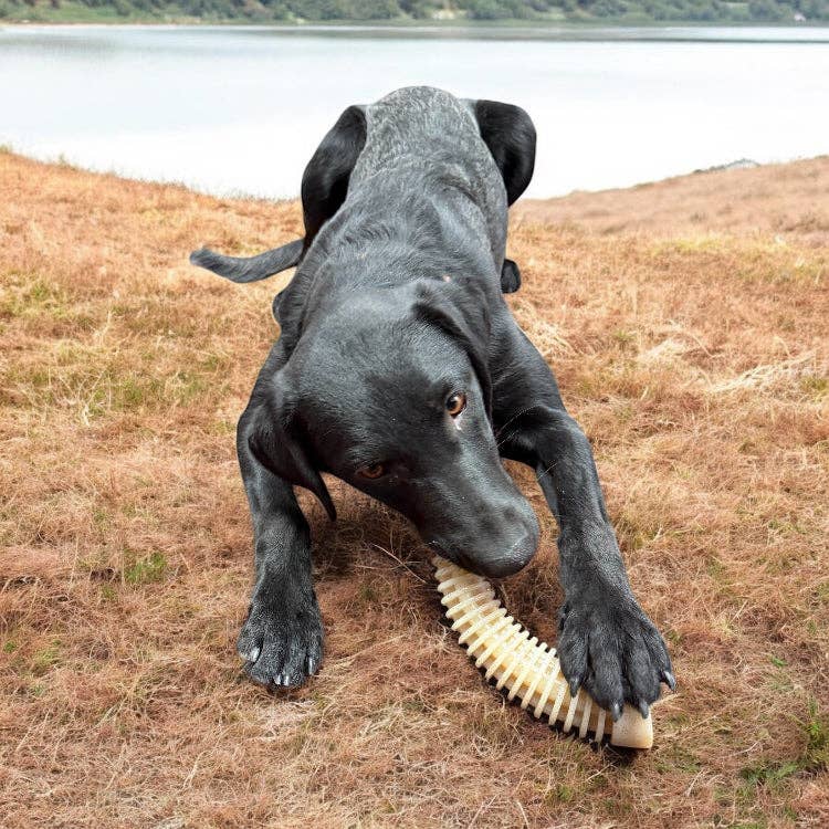 Honey Bone Dental Antler eChew Ultra Durable Nylon Dog Chew Toy - XL