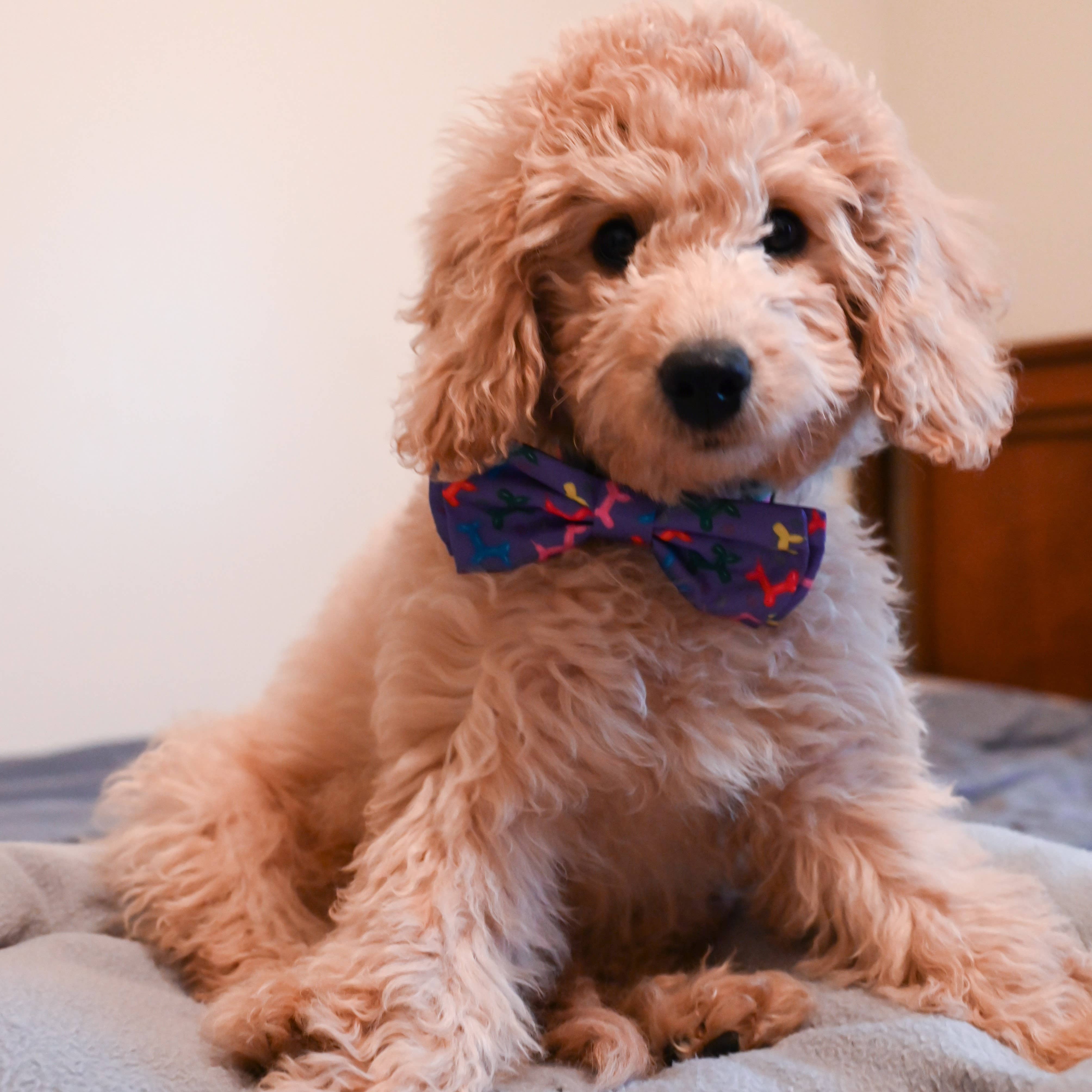 Bow Tie Balloon Doggy