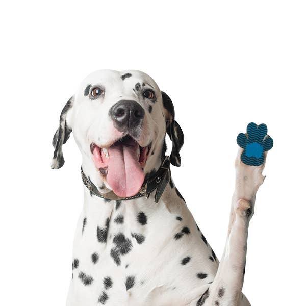 BRIGHT IRIS - Silicone Dog Paw Protector