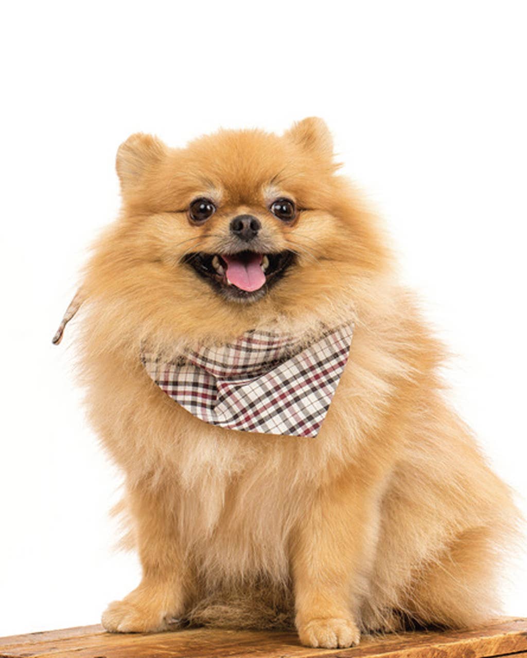 WINTER BANDANAS: CLASSIC PLAID