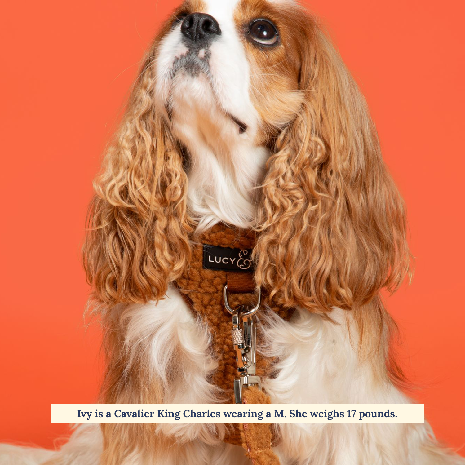 The Cinnamon Teddy No-Pull Harness: Large