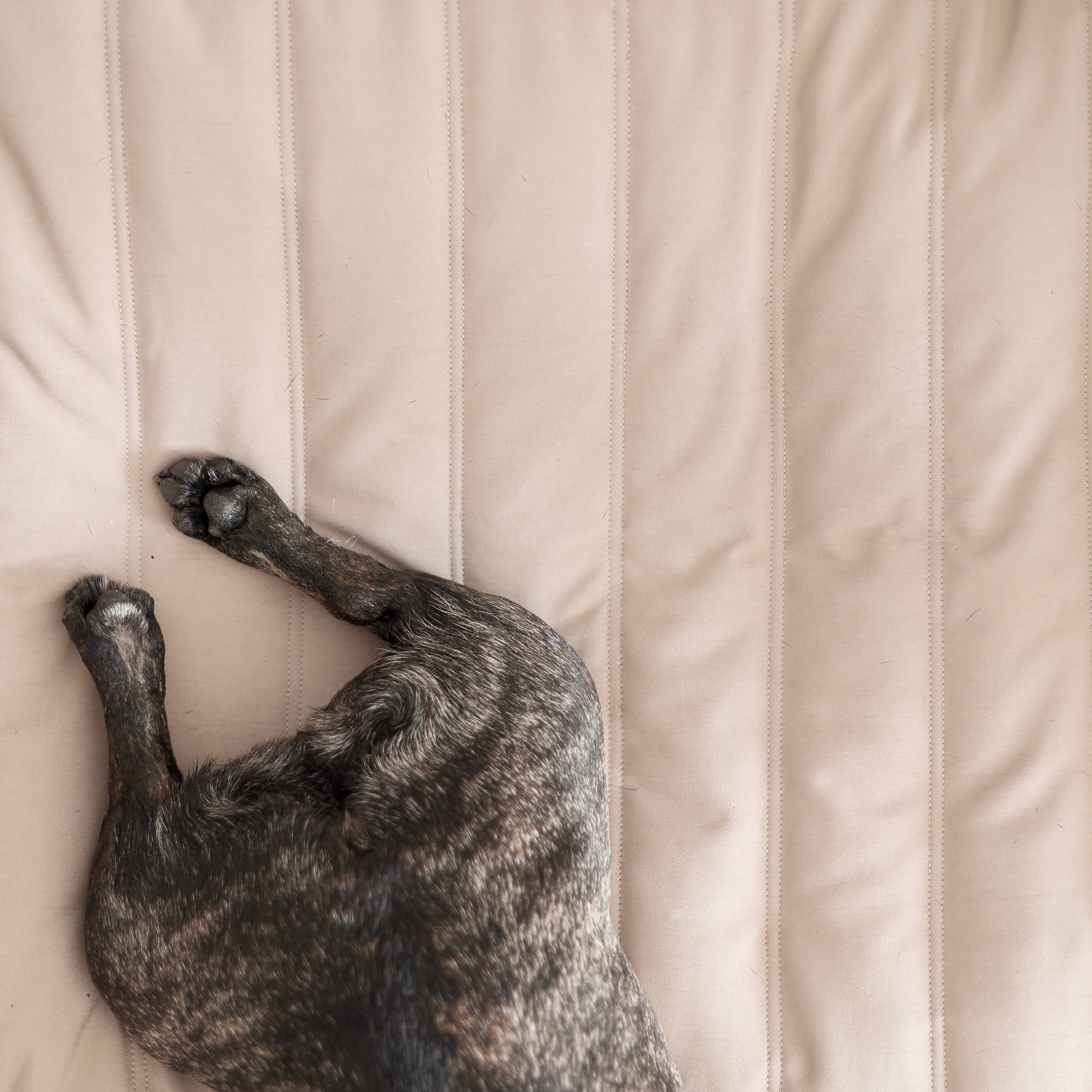 MAATIN | PET BED//DOG BED: Small / Fern