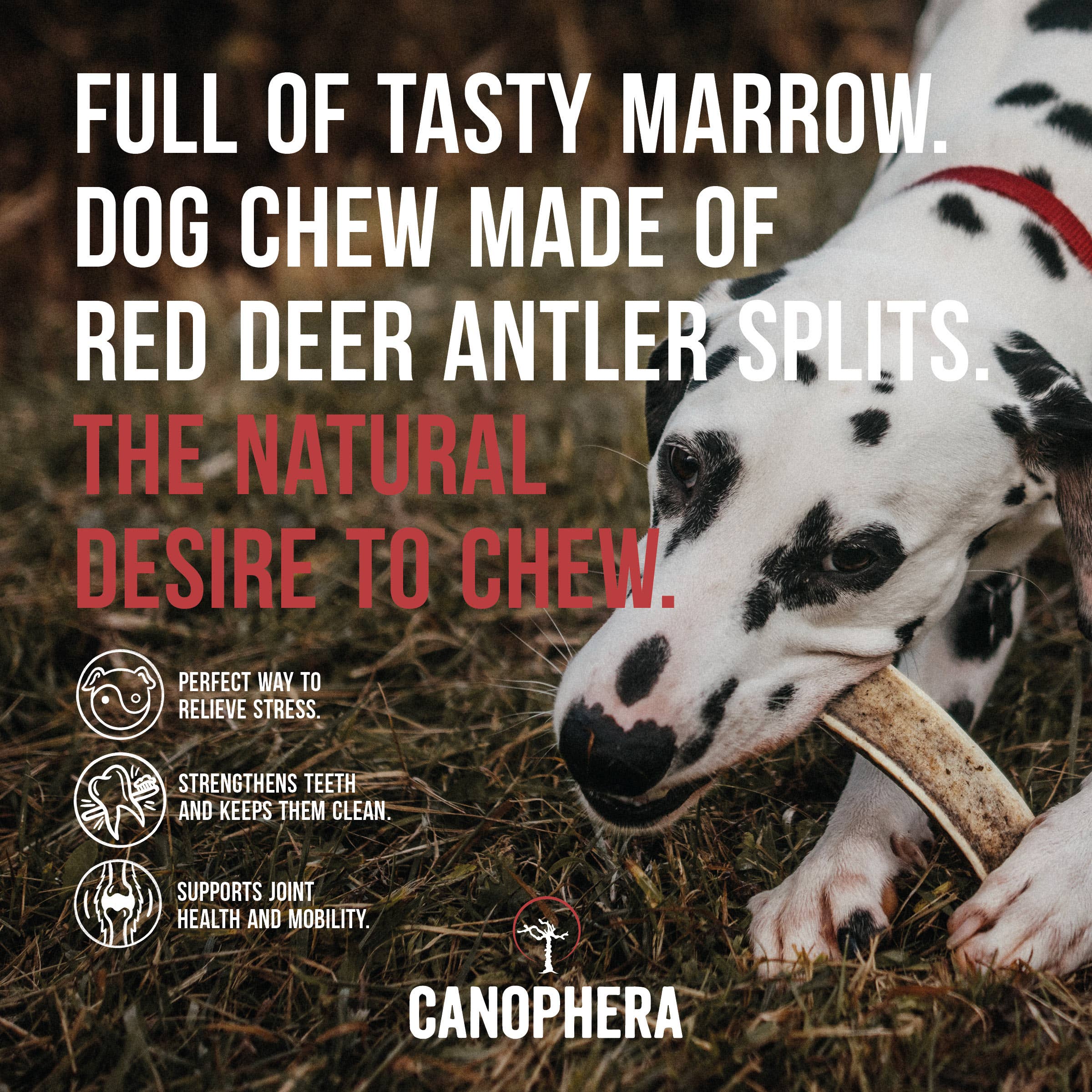 Canophera Red Deer Antler Splits Dog Chew