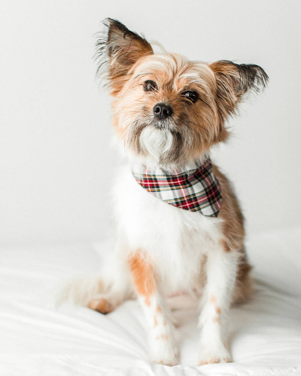 WINTER BANDANAS: CLASSIC PLAID