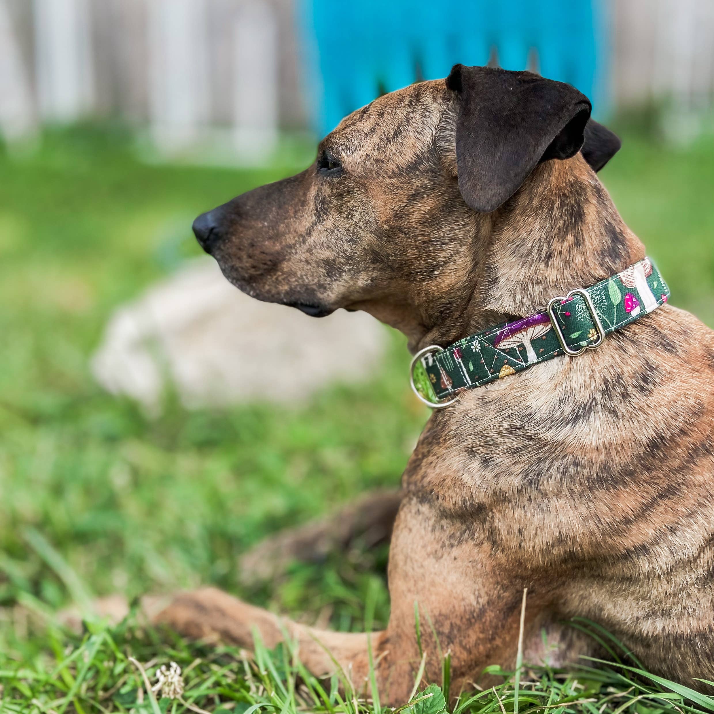 Doggish Foraging Mushrooms Forest Dog Collar