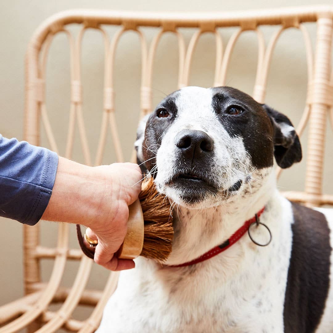 Ethical Global Dog Brush