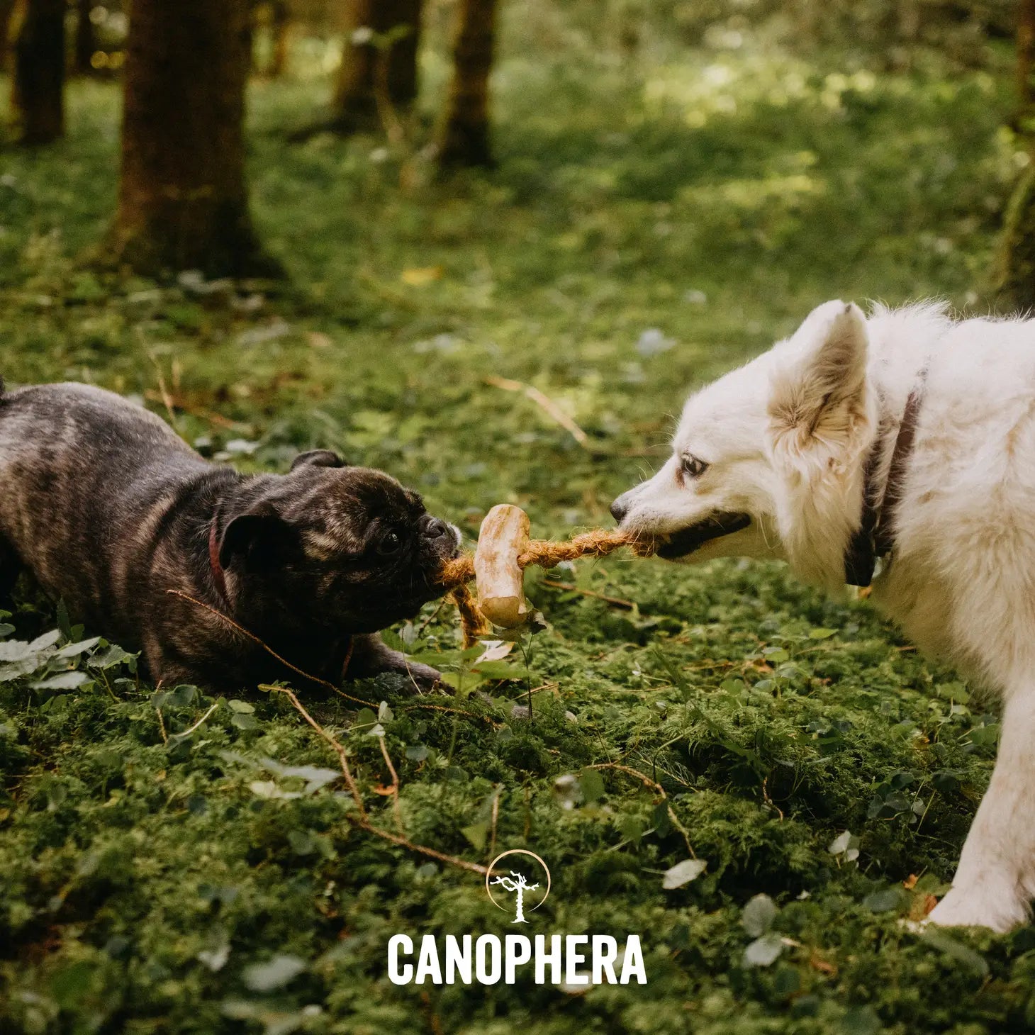 CANOPHERA LLC - Dog Chew Made of Coffee Wood and Coconut Rope
