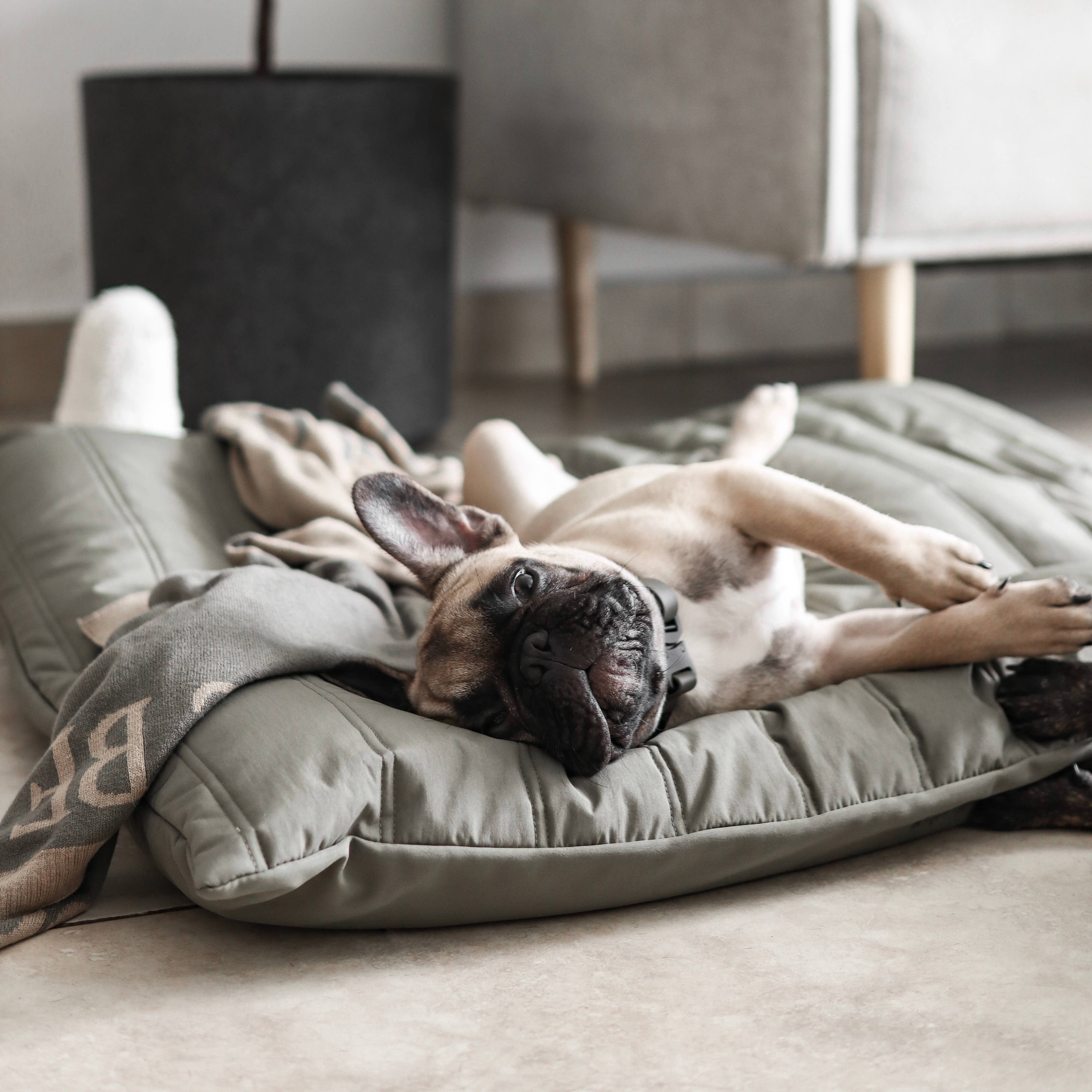 MAATIN | PET BED//DOG BED: Small / Fern