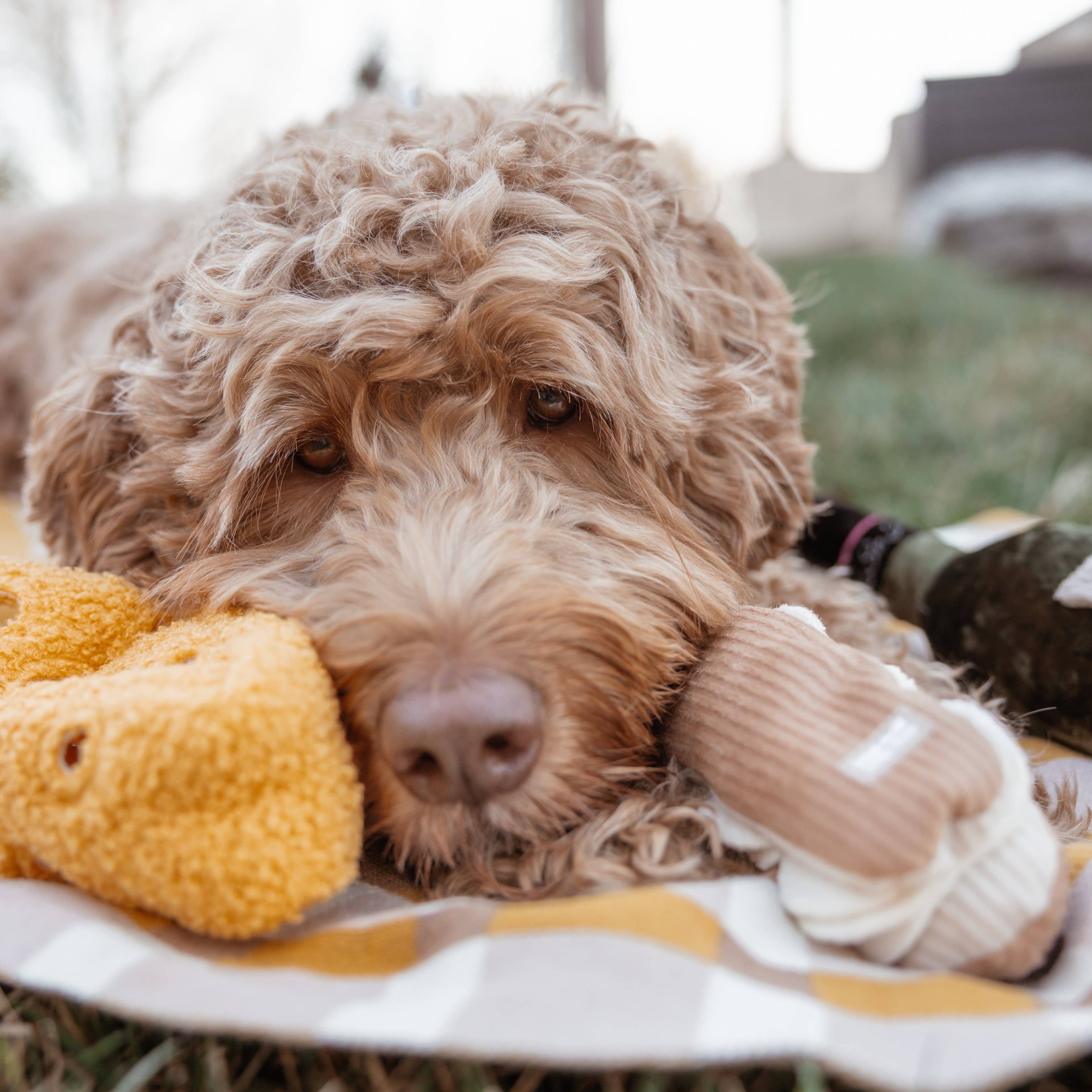 Lambwolf Collective - FROMAGE//ENRICHMENT DOG TOY