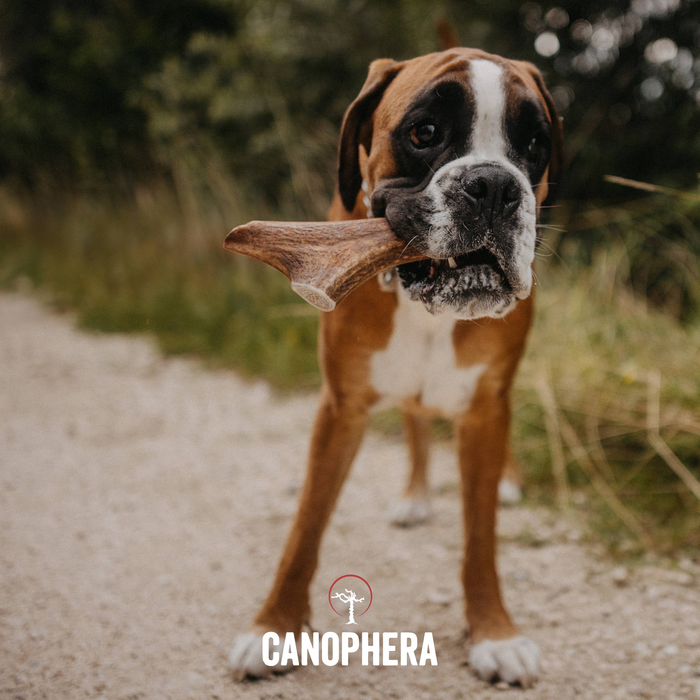 CANOPHERA LLC - Dog Chew Made of Red Deer Antlers.: English / L