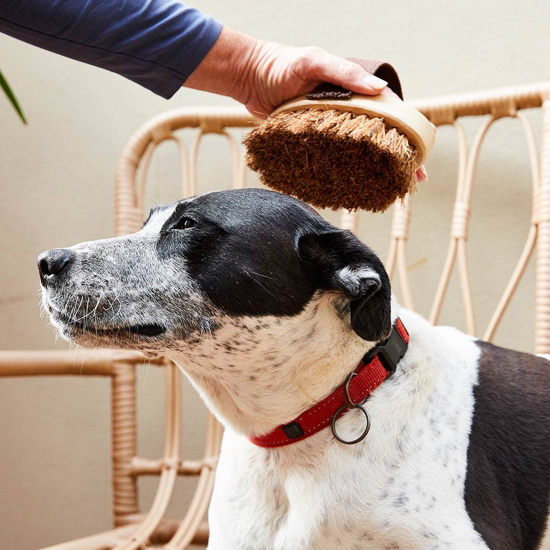 Ethical Global Dog Brush