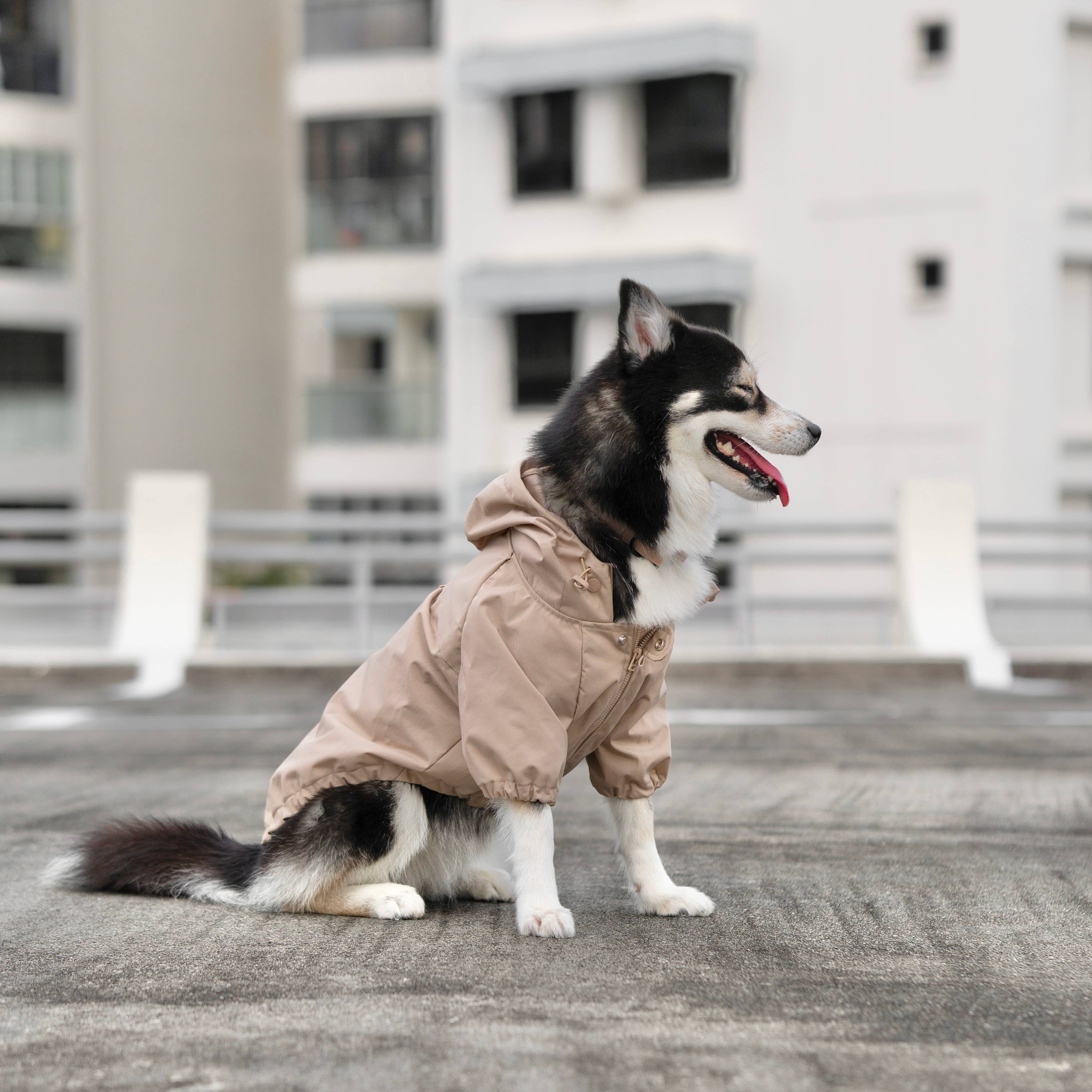 BROOKLYN//DOG CLOTHING//APPAREL: XXL / Fern