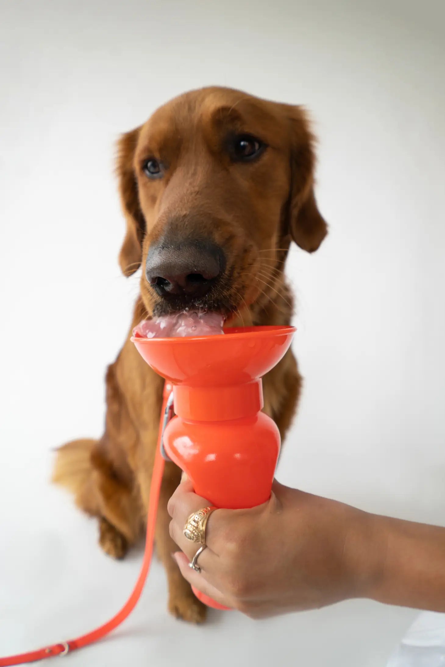 Springer - Springer Classic Dog Water Travel Bottle