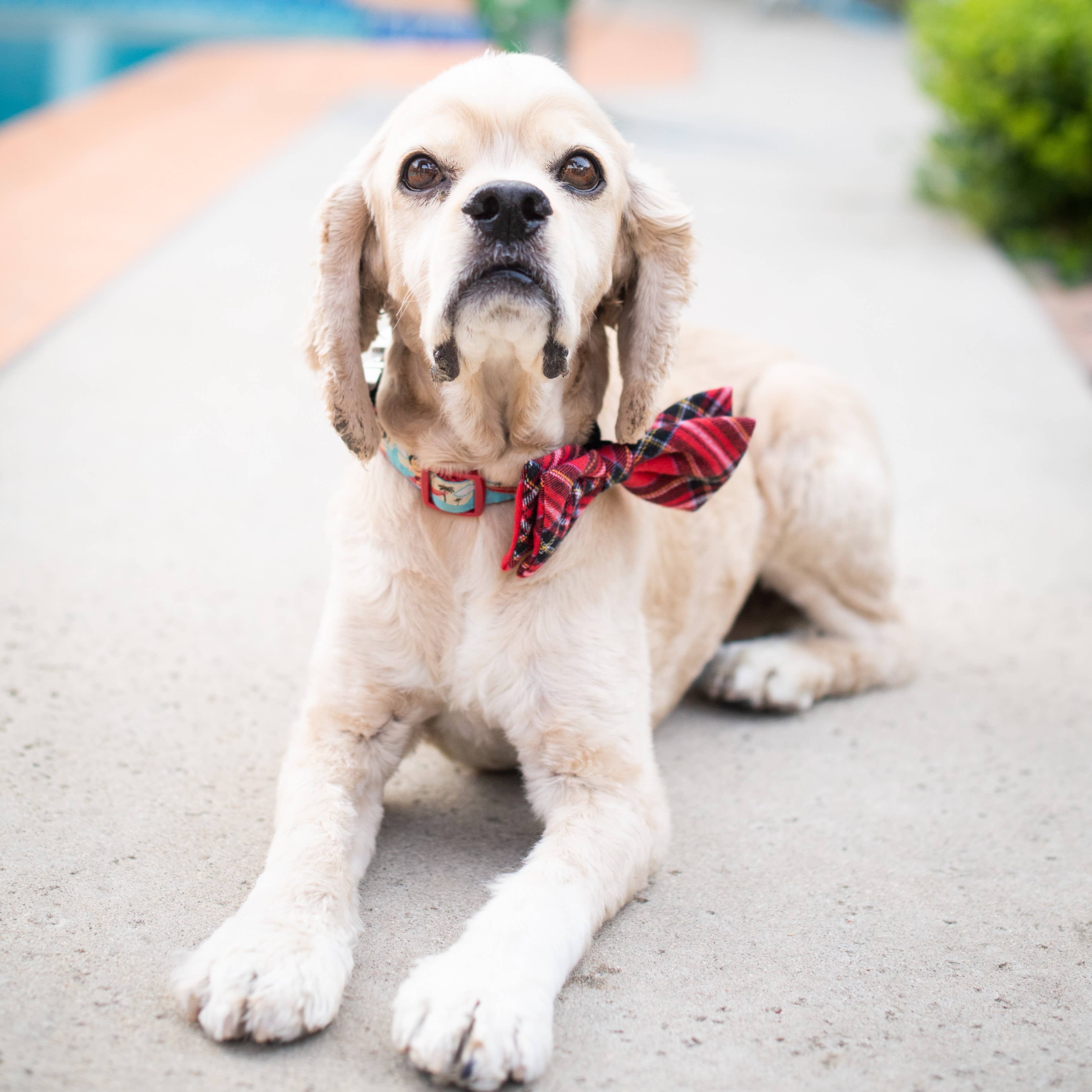 Bow Tie Royal Tartan