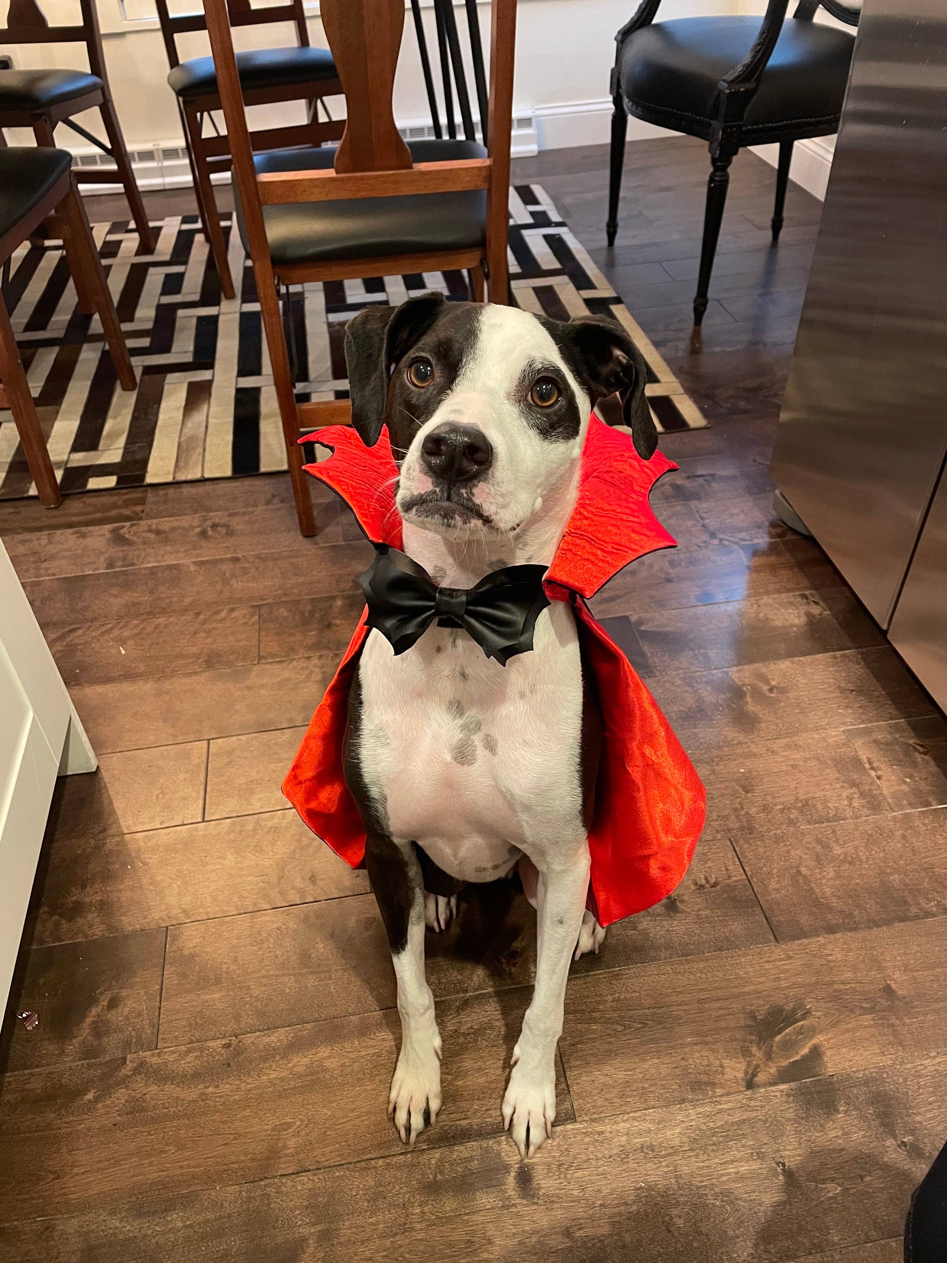 doggish - Gilded Bat bow Halloween dog bow tie pet accessory