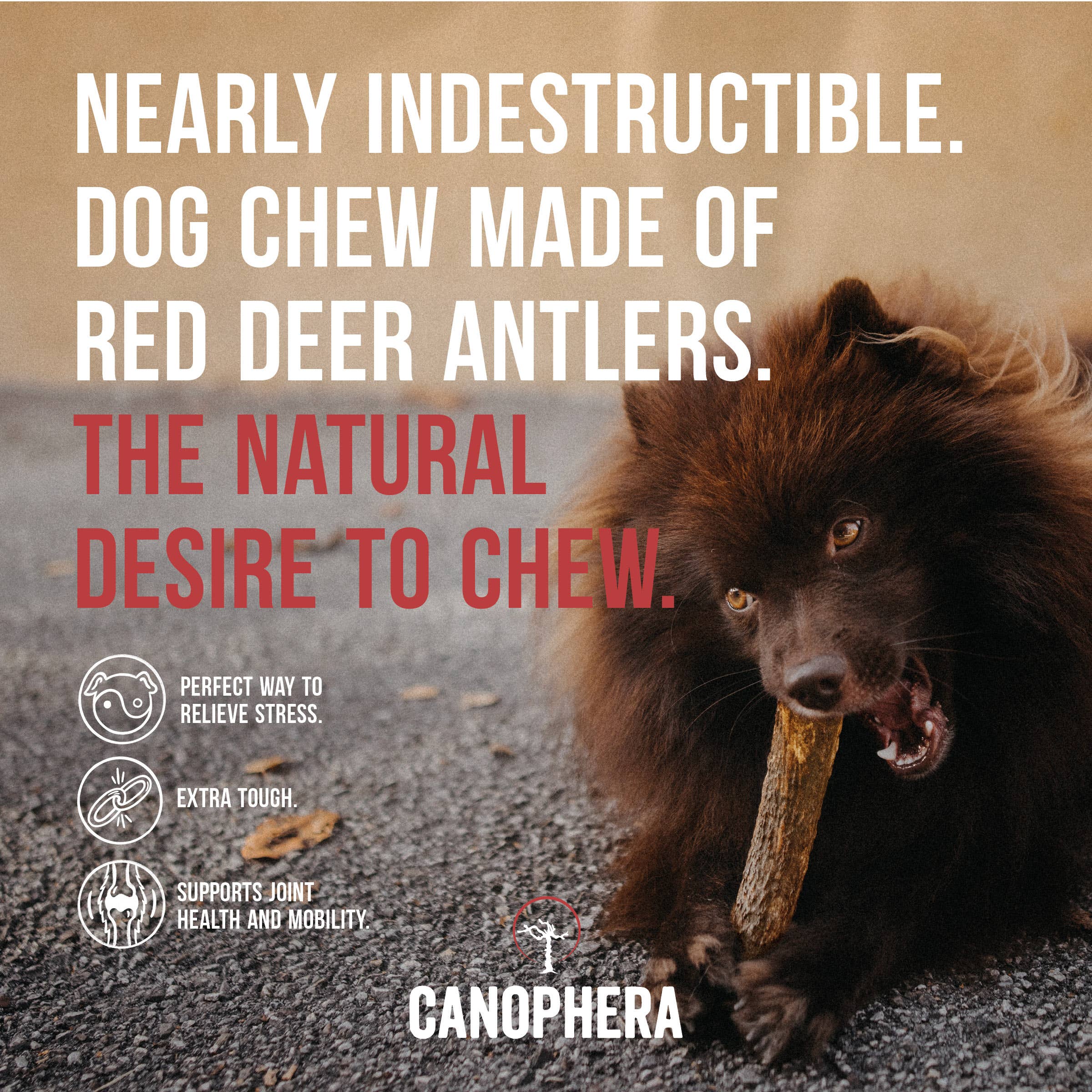 CANOPHERA LLC - Dog Chew Made of Red Deer Antlers.: English / L