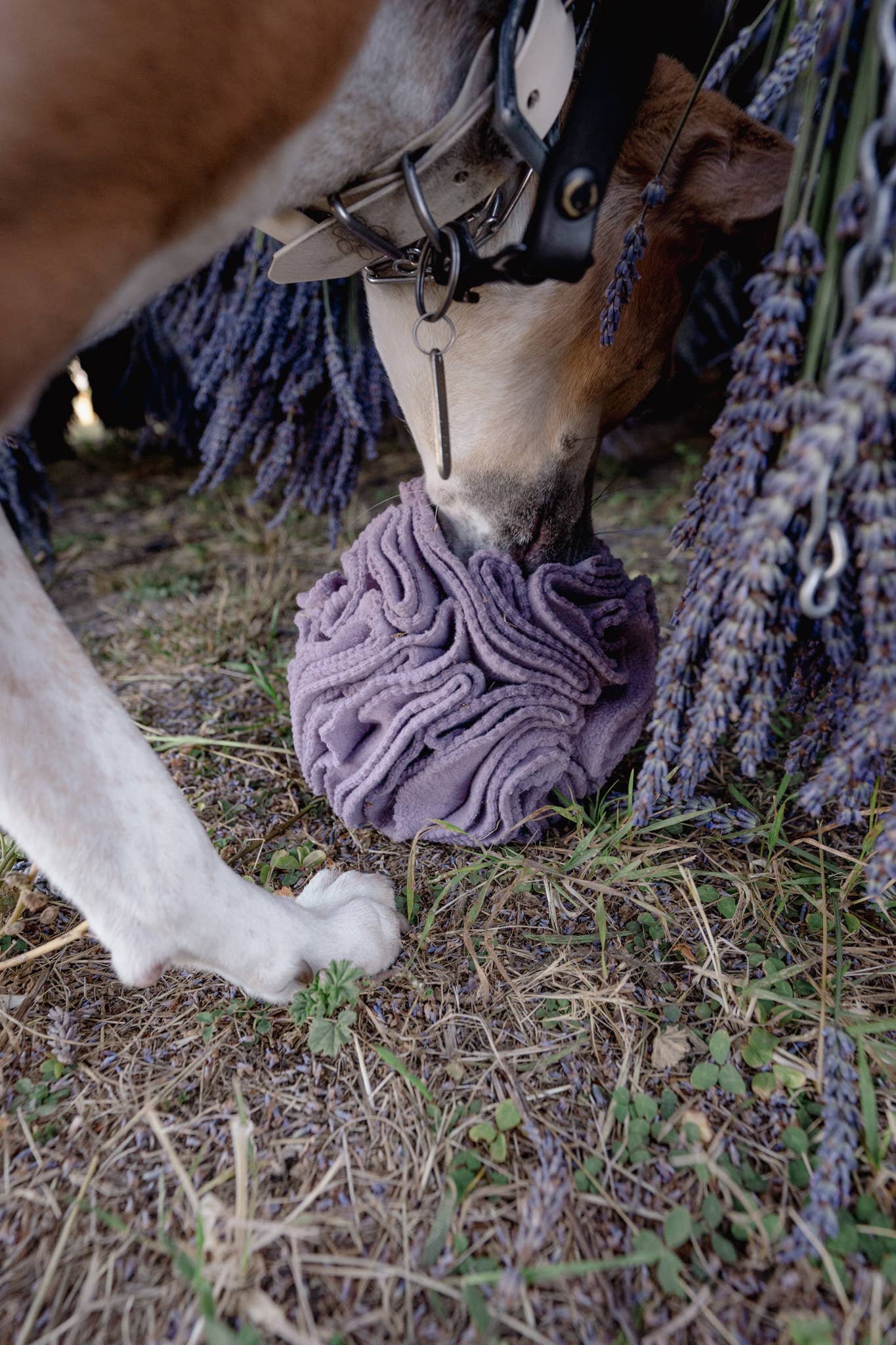Love Liparu - Snuffle Ball