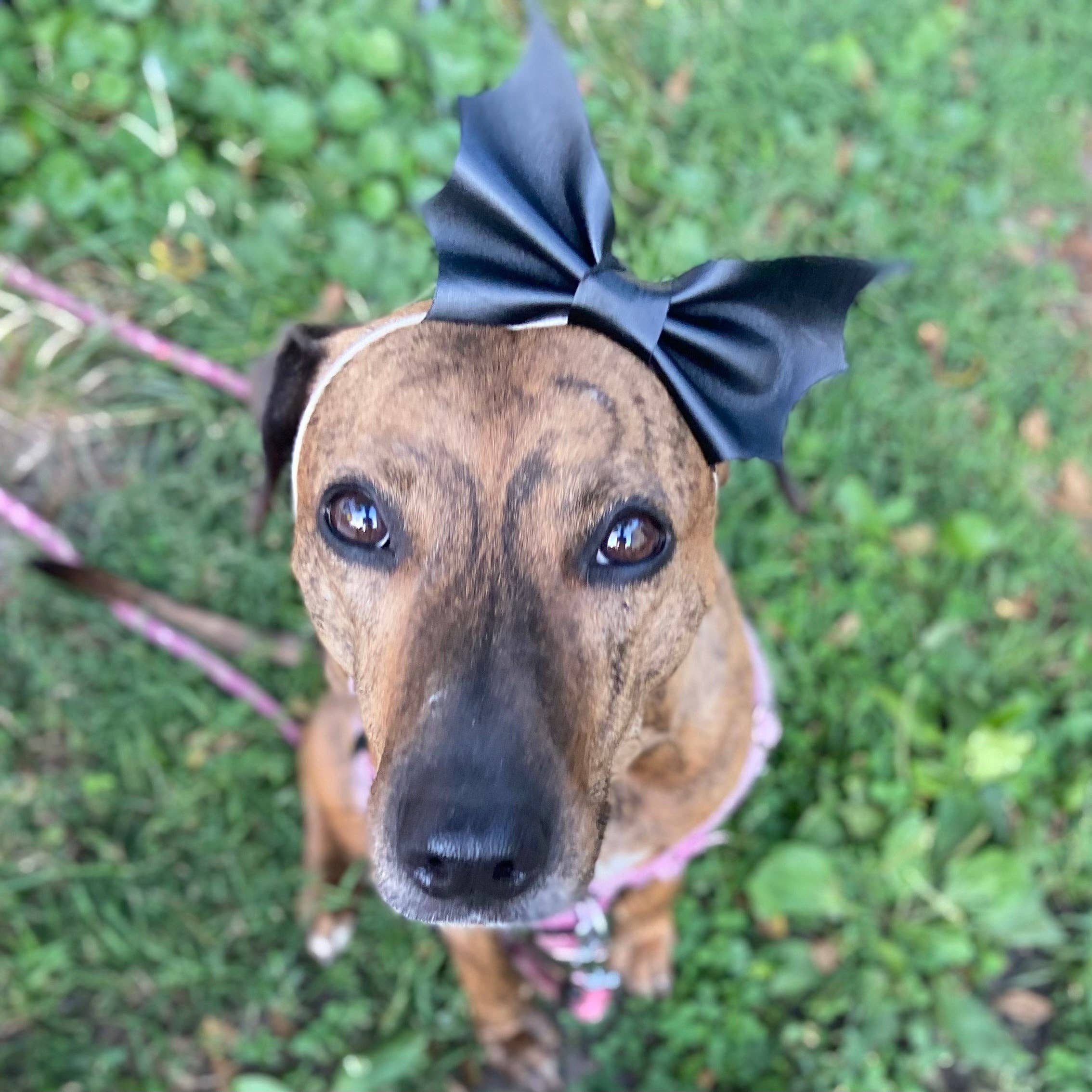 doggish - Gilded Bat bow Halloween dog bow tie pet accessory