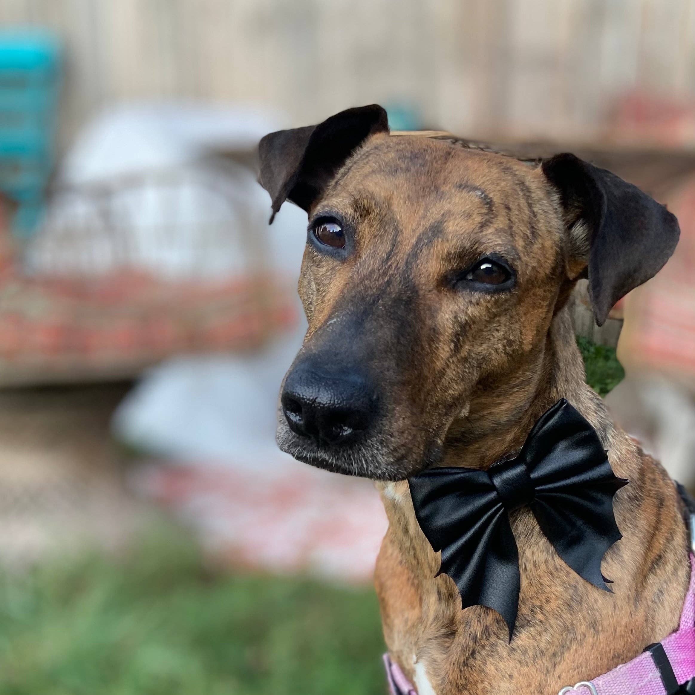 doggish - Bat bow Halloween dog sailor bow tie pet accessory