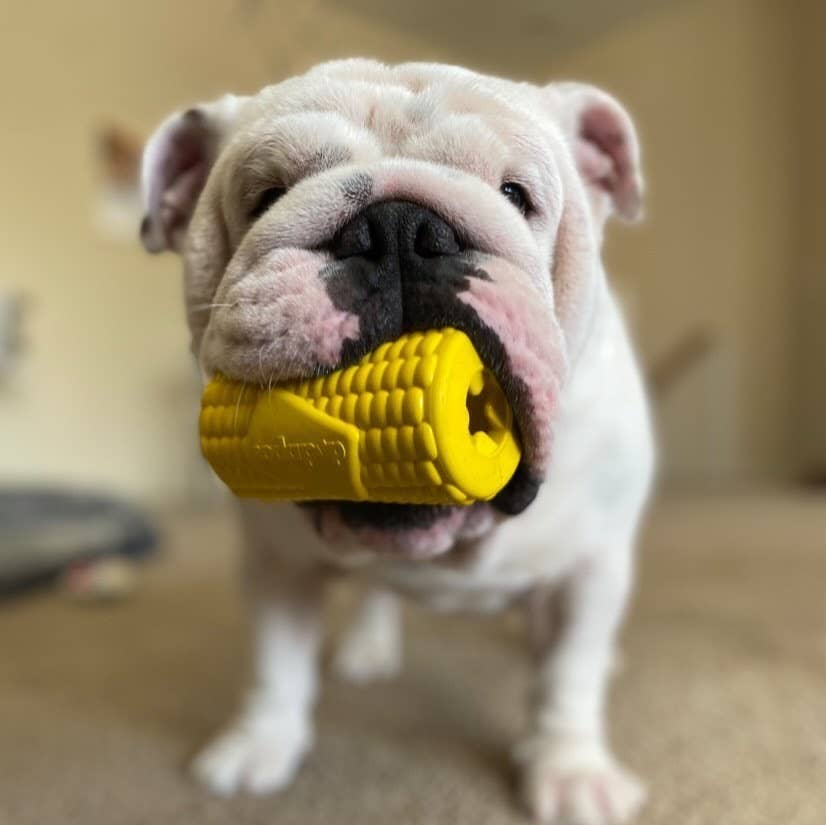 Corn on the Cob Treat Dispenser - Yellow: Medium