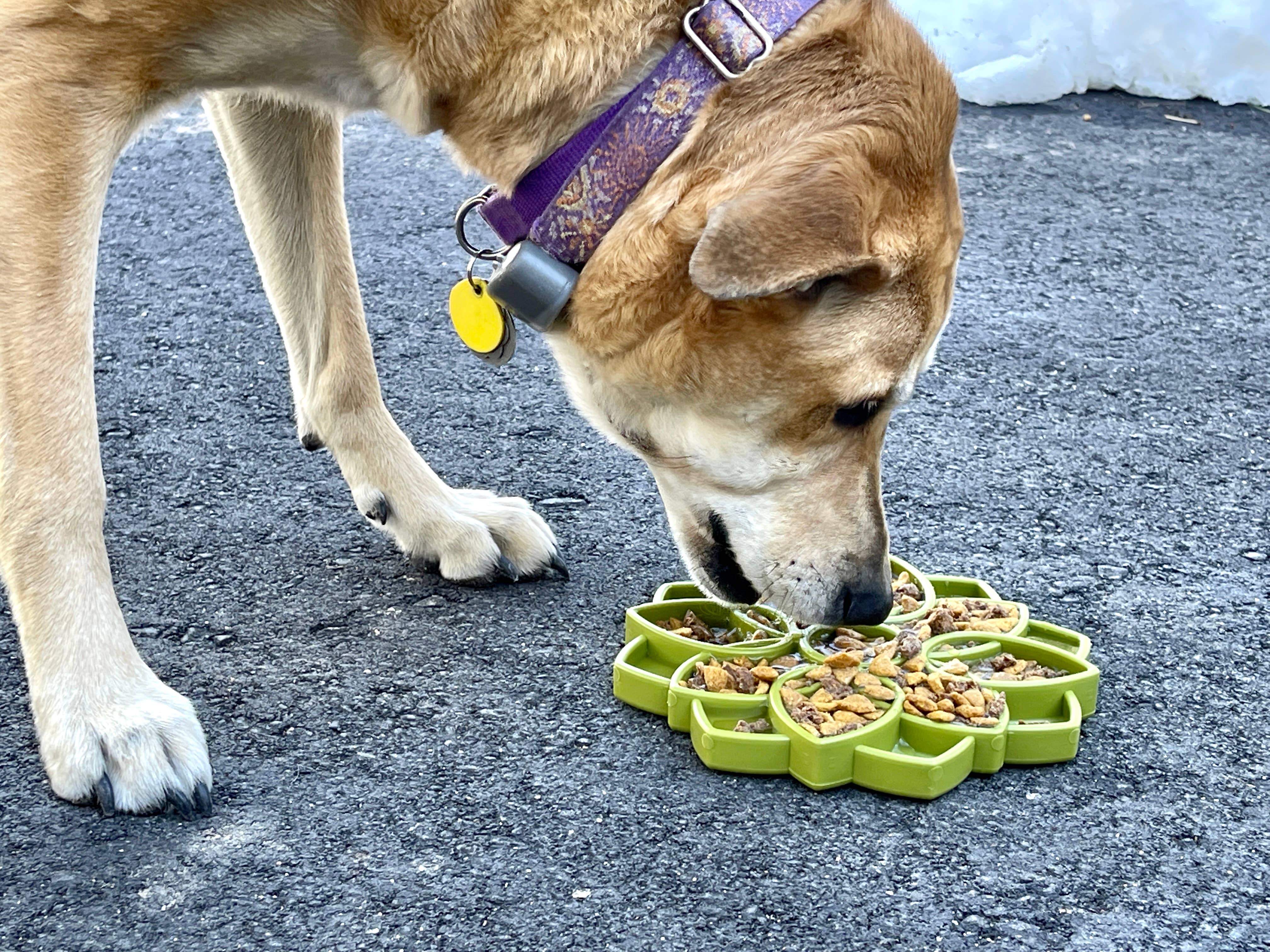 Mandala Design eTray Enrichment Tray for Dogs: Yellow