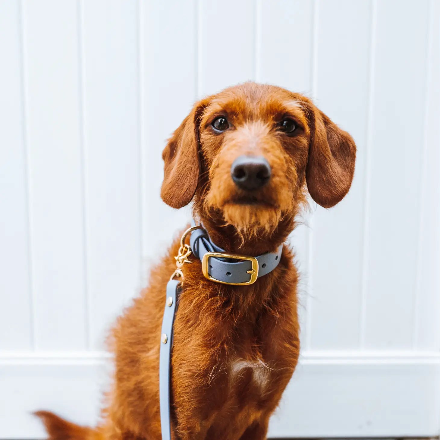 FoxMoth - Biothane Dog COLLAR Solid Brass Hardware- WALNUT