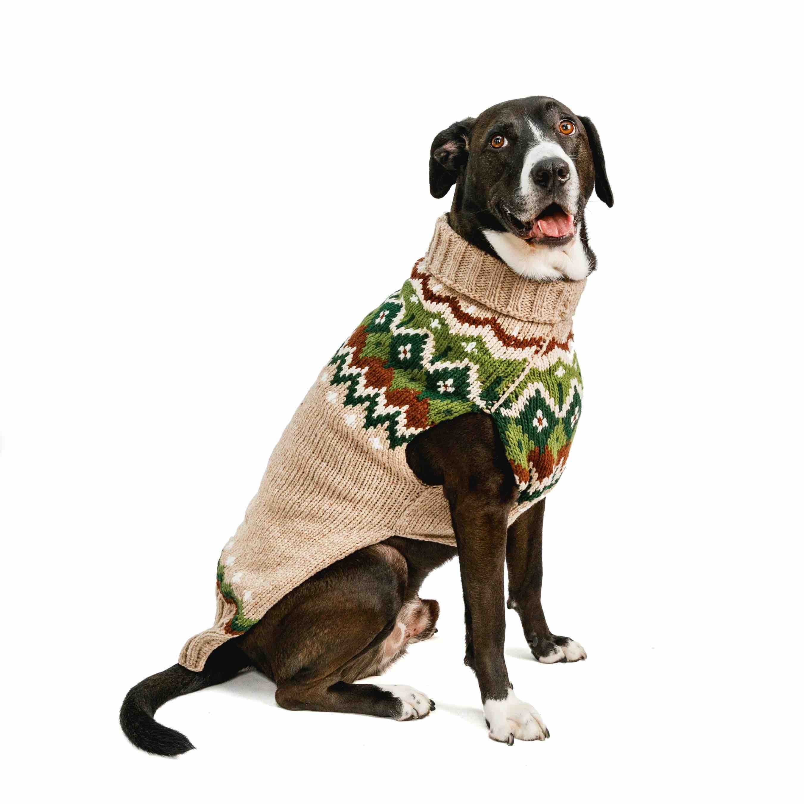 Dog wearing a patterned rag wool sweater on a white background.