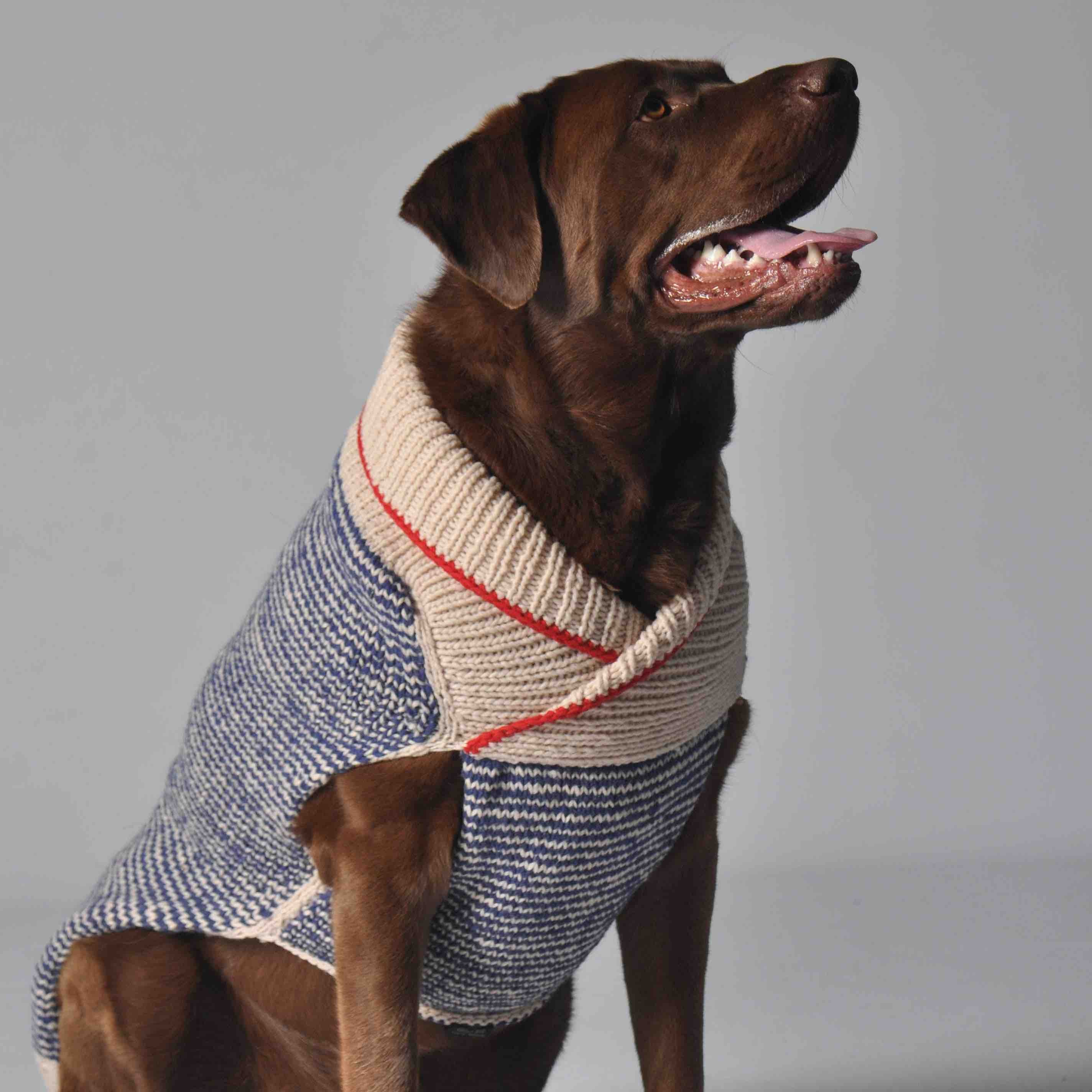 Dog wearing a knitted wool sweater on a gray background.