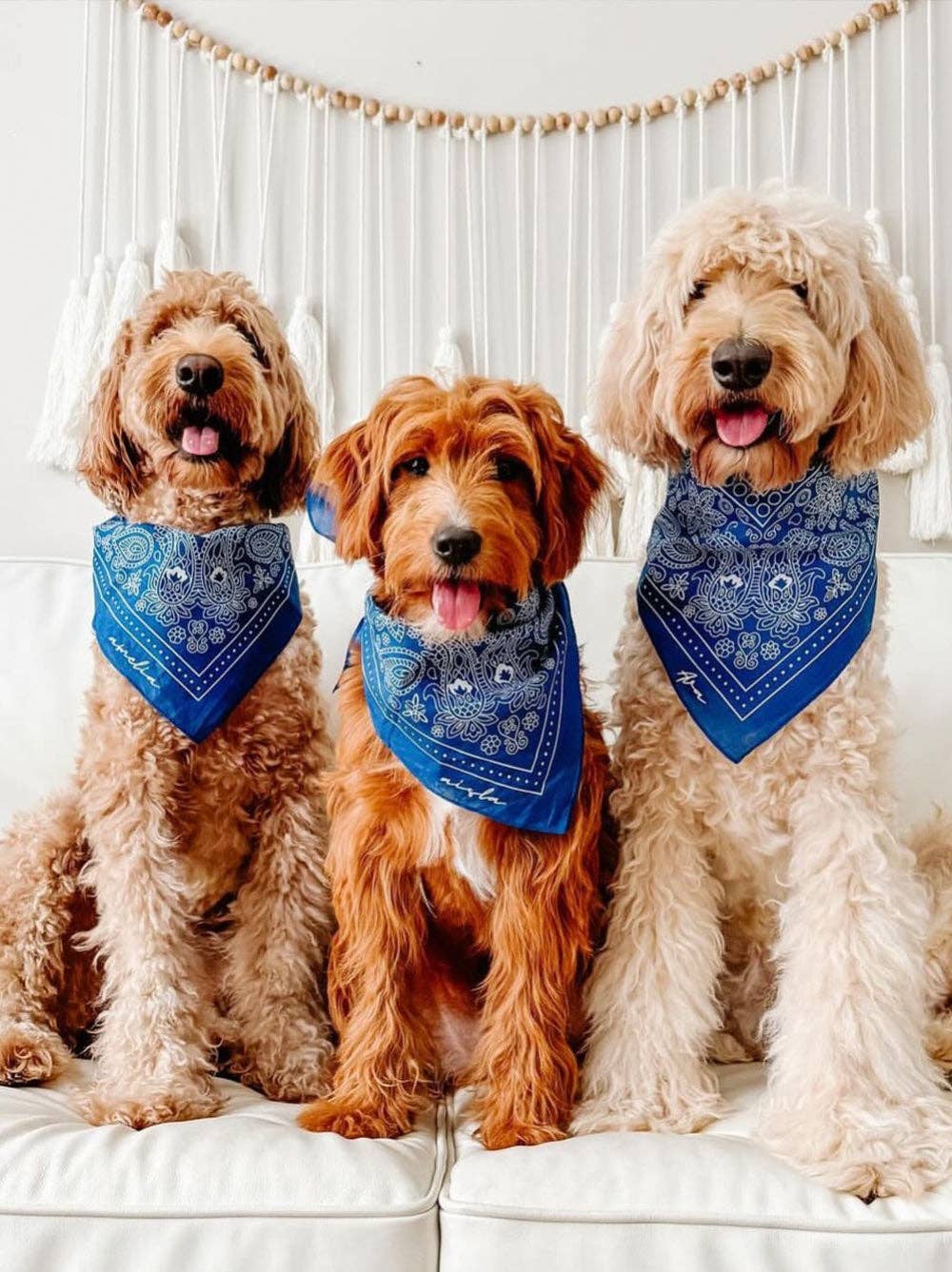 Three dogs wearing blue bandanas sitting on a white couch.