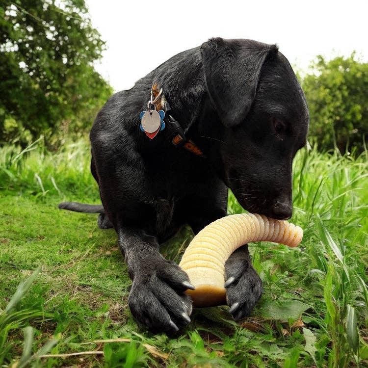 A black dog laying in the grass with an antler echew between her paws.