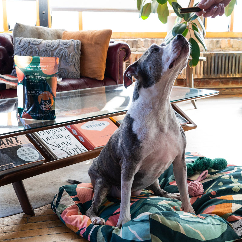 Dog on a colorful mat in a living room with a package of dental chews on a table.
