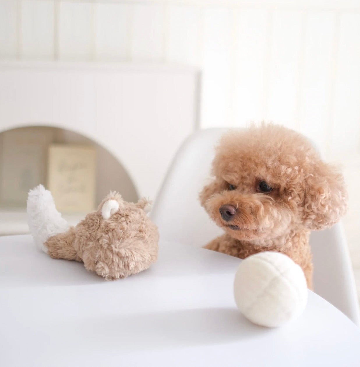 Small brown dog sitting next to a plush fetch toy on a white surface.