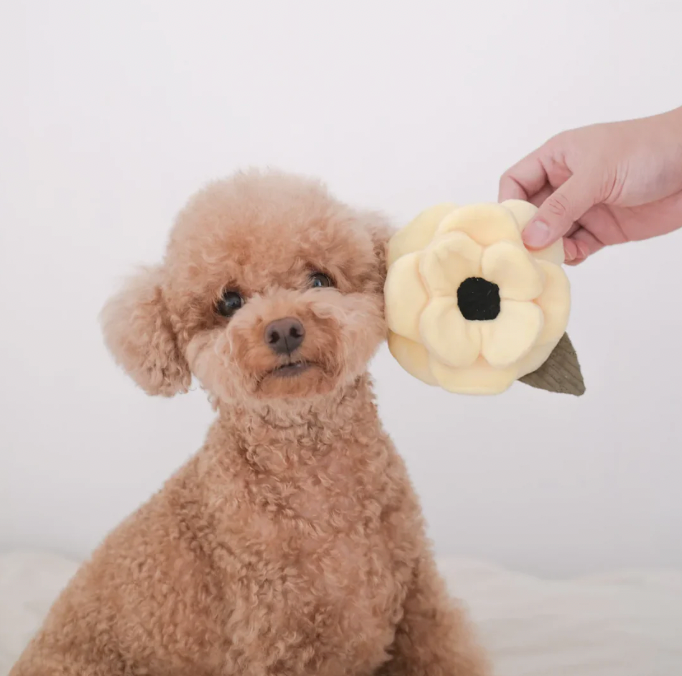 Dog playing with a flower-shaped toy held by a hand against a white background