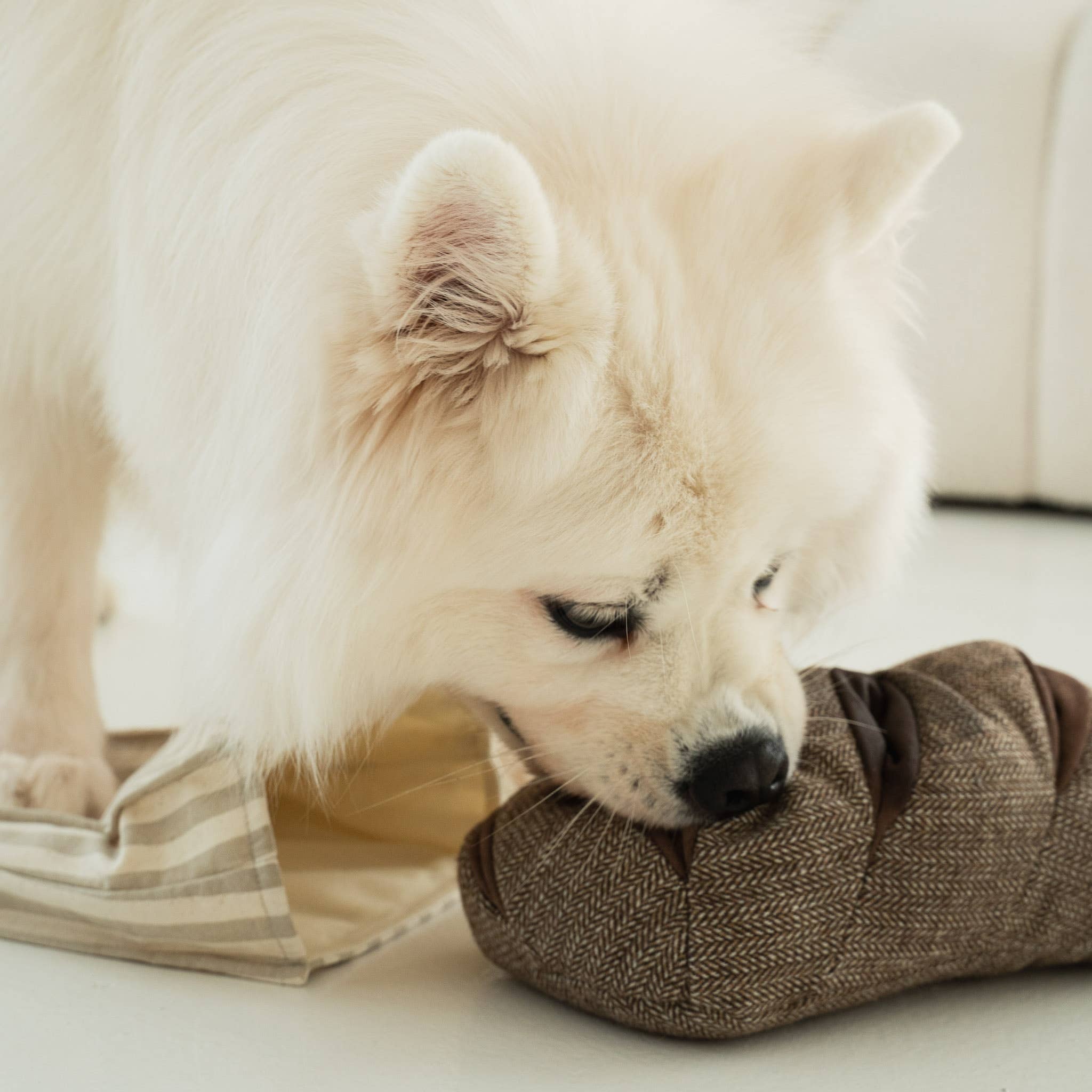White dog sniffing a brown fabric item on a light-colored surface