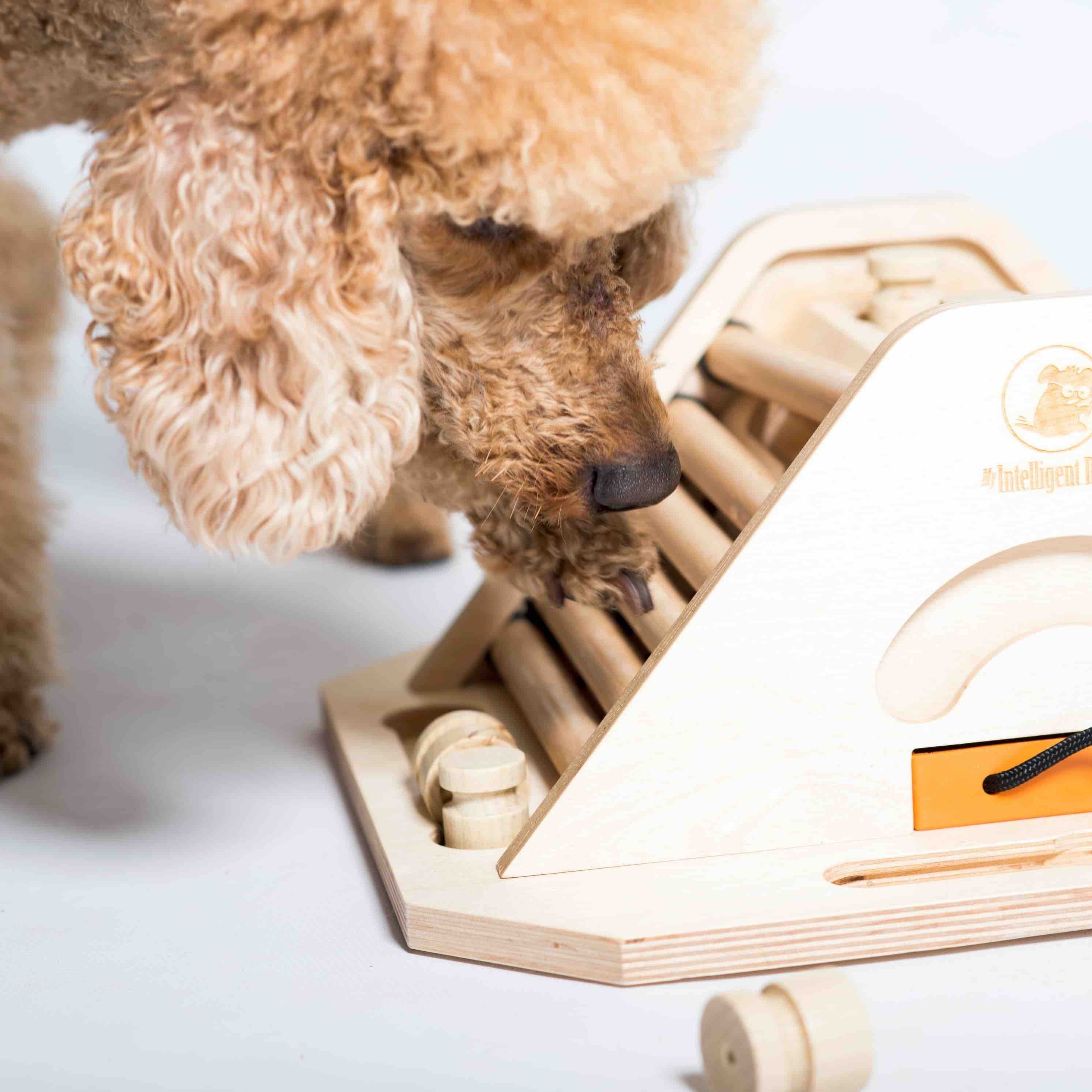 A dog playing with a wooden pyramid puzzle toy in which treats are hidden.