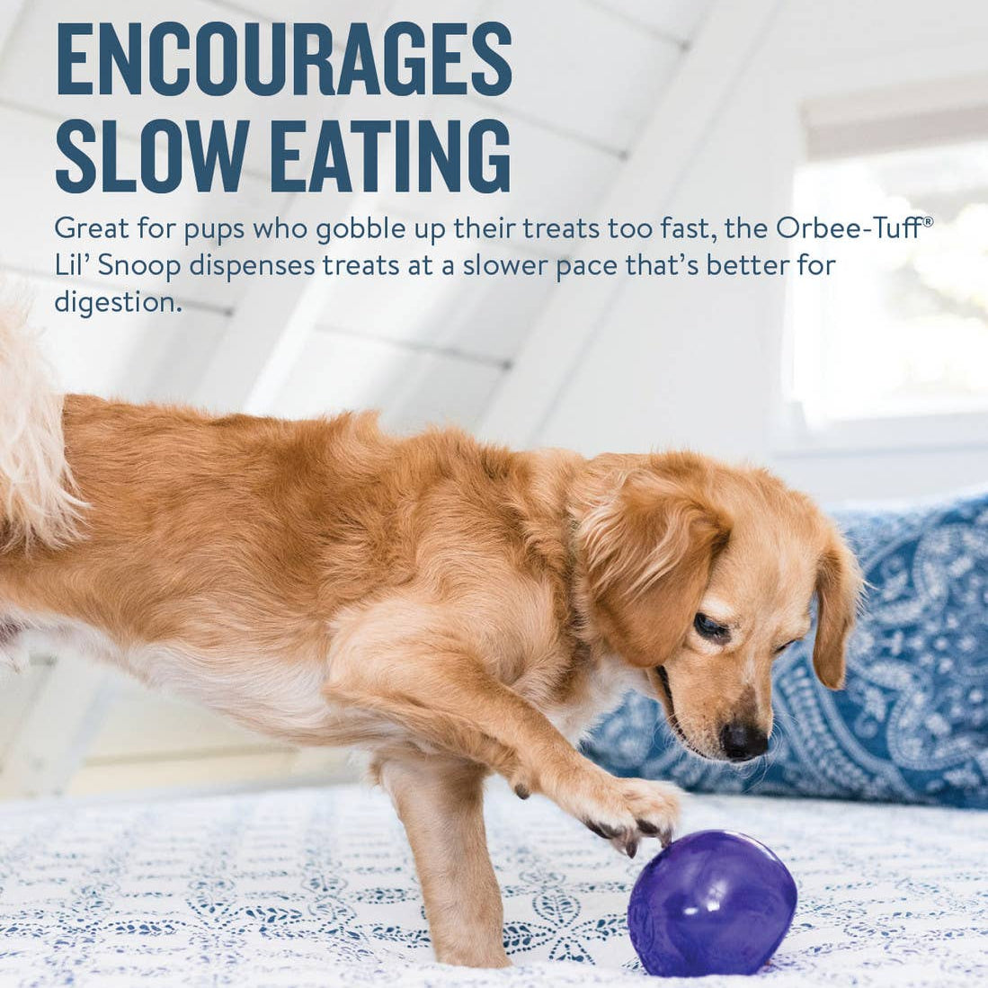 Dog playing with a purple ball on a bed, with text about the Orbee-Tuff Lil' Snoop product.