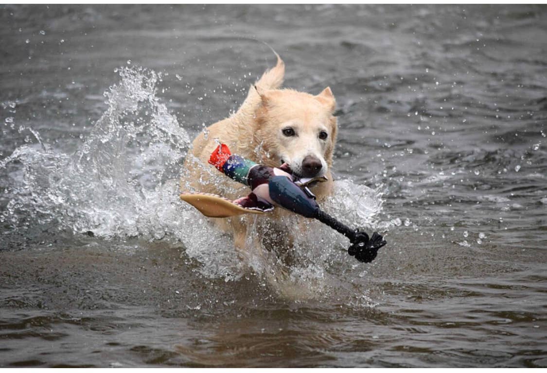 Fly & Fetch Launching Toys - Duck, Fish, Eagle, Pheasant