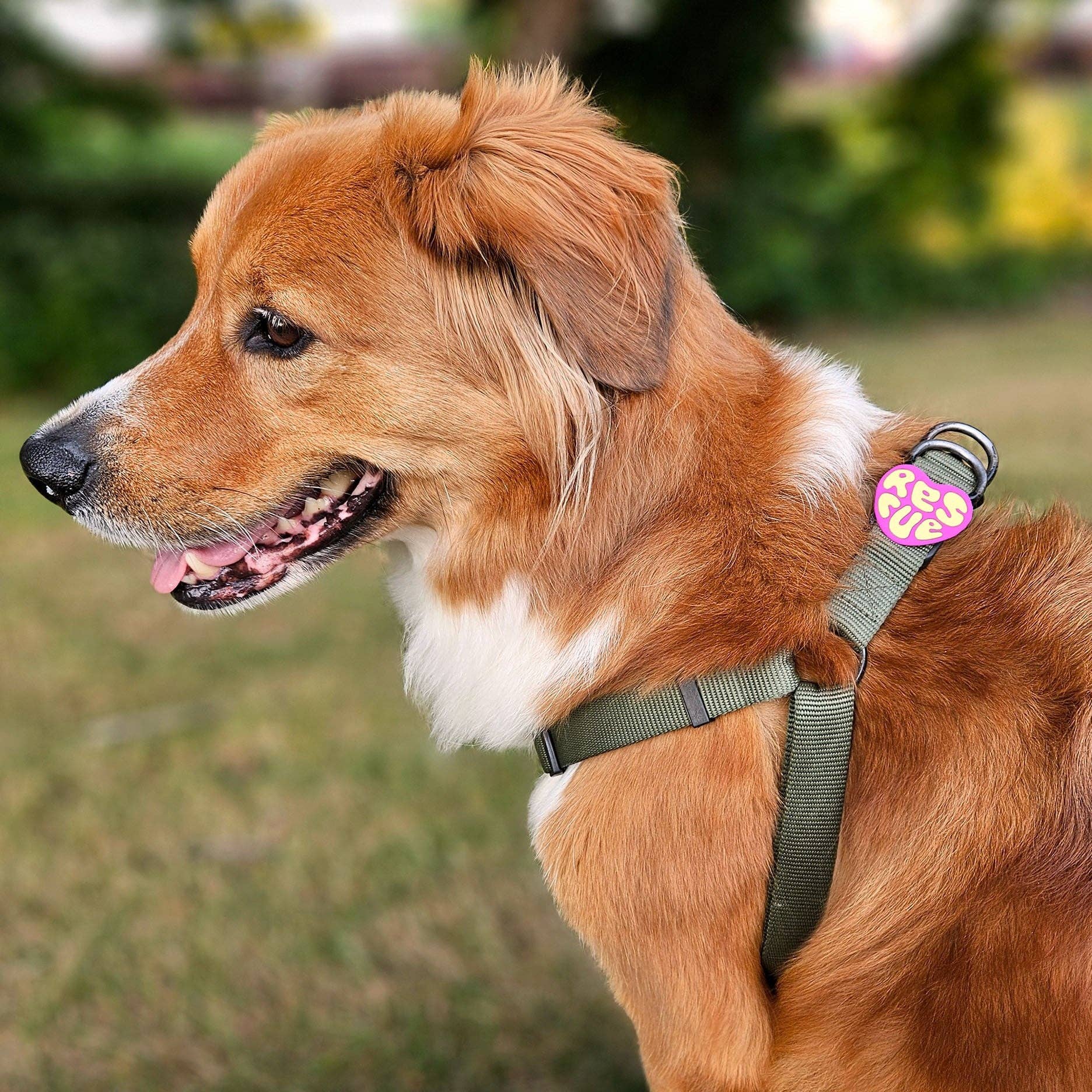 Jiby Dog Crew - Rescue Dog Jiby