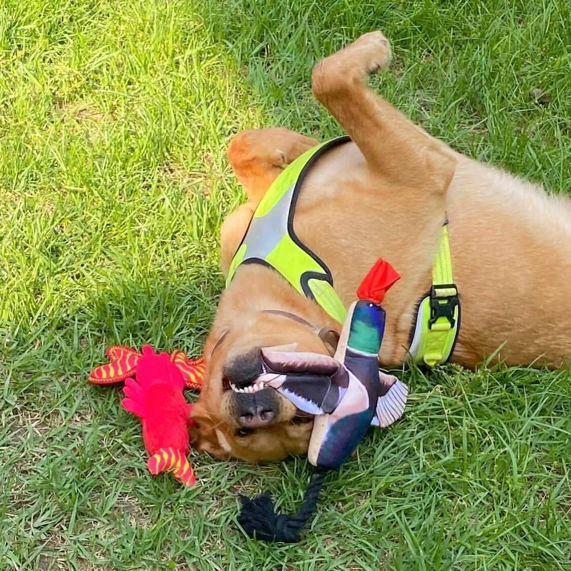 Fly & Fetch Launching Toys - Duck, Fish, Eagle, Pheasant