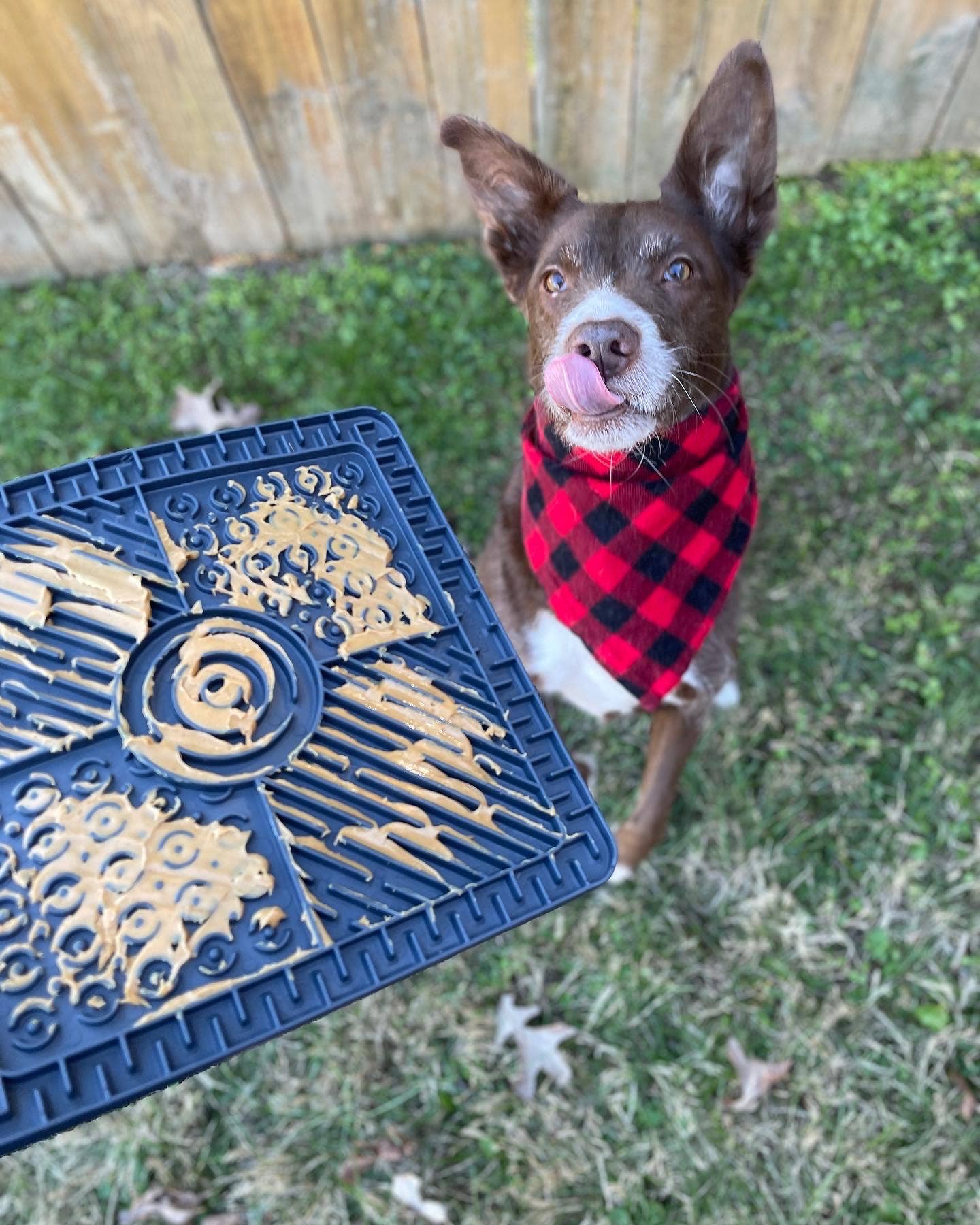 Spunky Pup - Lick Pads