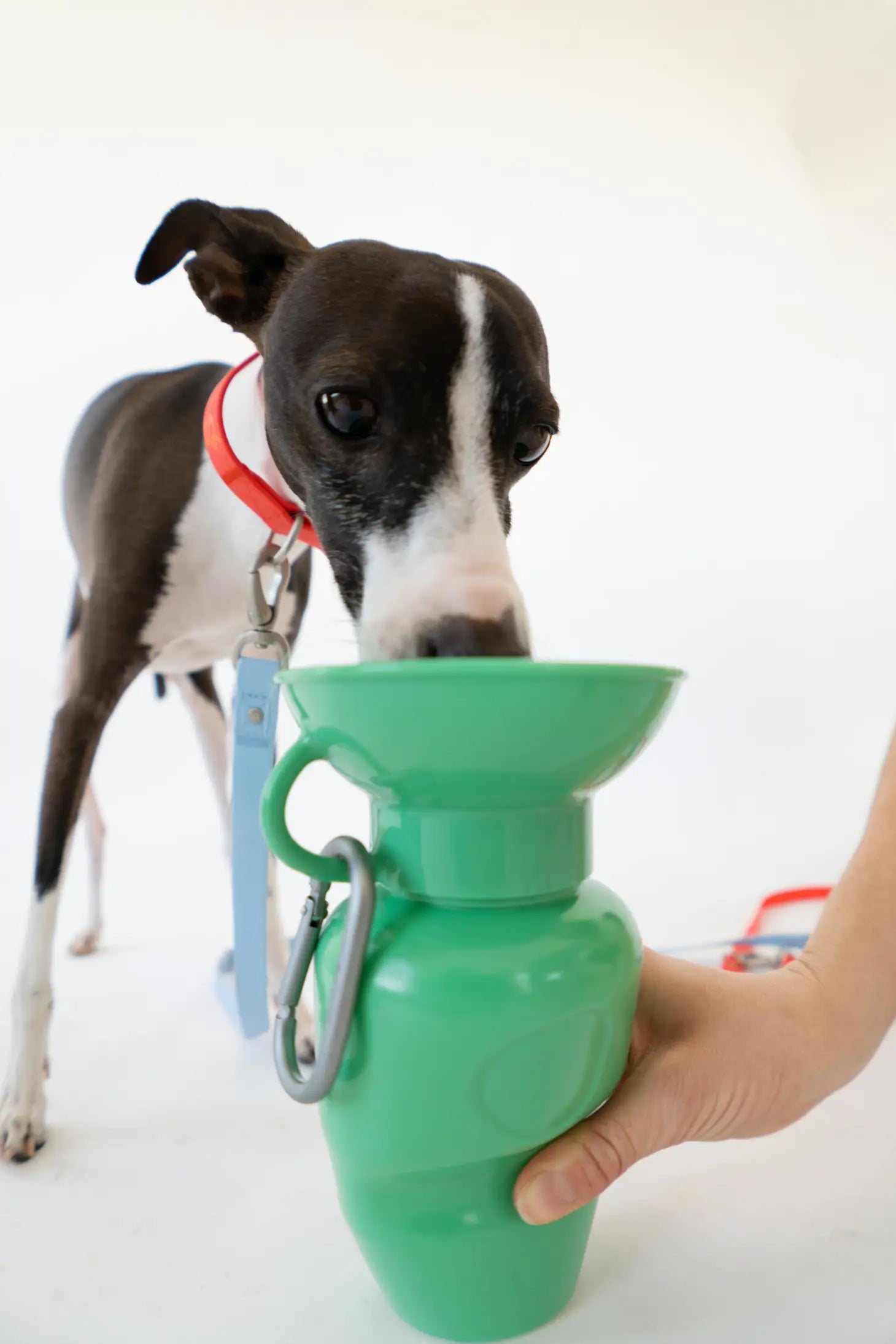 Springer - Springer Classic Dog Water Travel Bottle