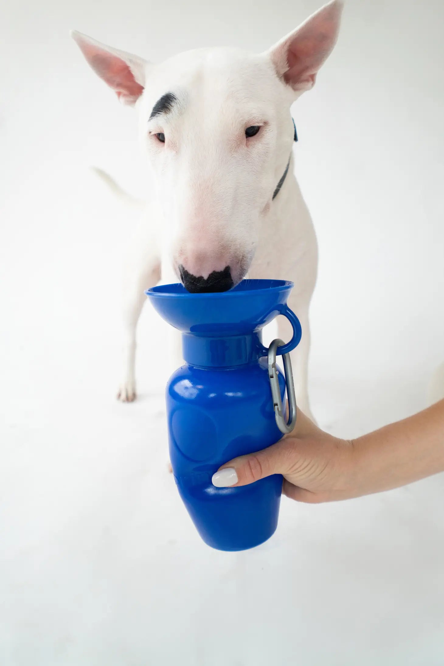 Springer - Springer Classic Dog Water Travel Bottle